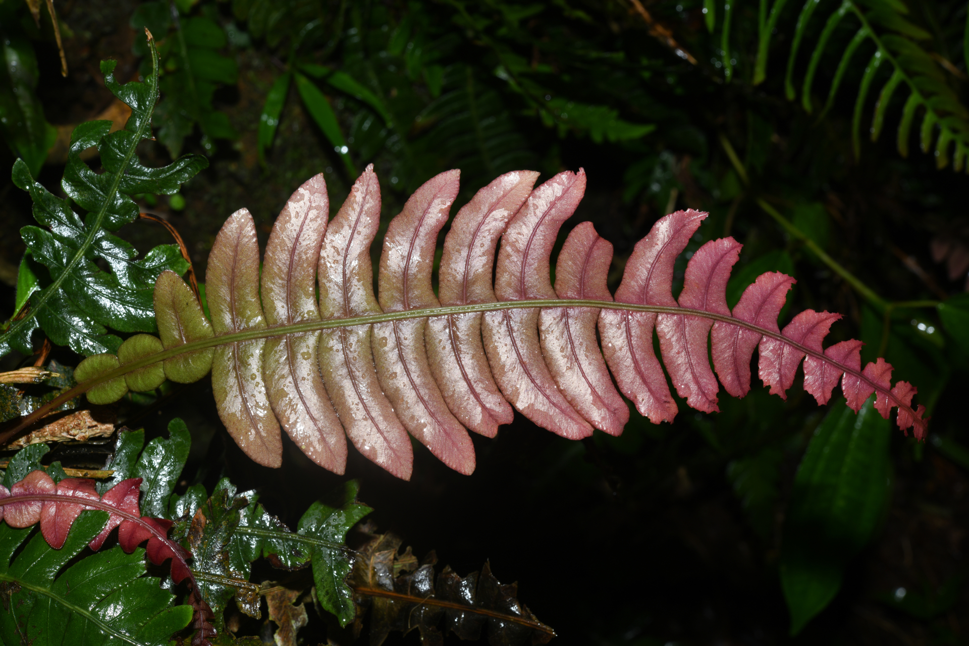 Austroblechnum lherminieri (Bory) Gasper & V.A.O.Dittrich - Photo Bivouac Naturaliste