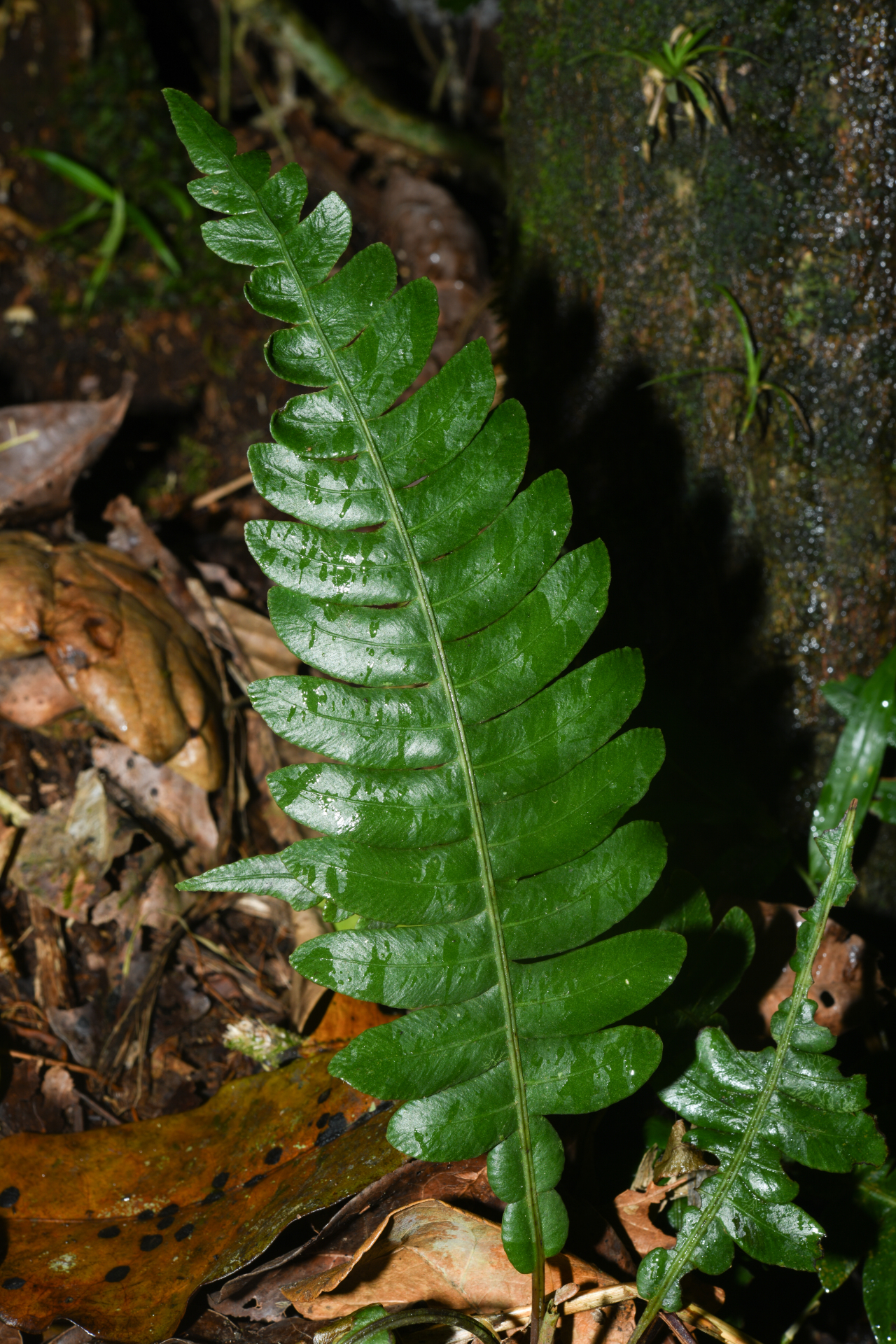 Austroblechnum lherminieri (Bory) Gasper & V.A.O.Dittrich - Photo Bivouac Naturaliste
