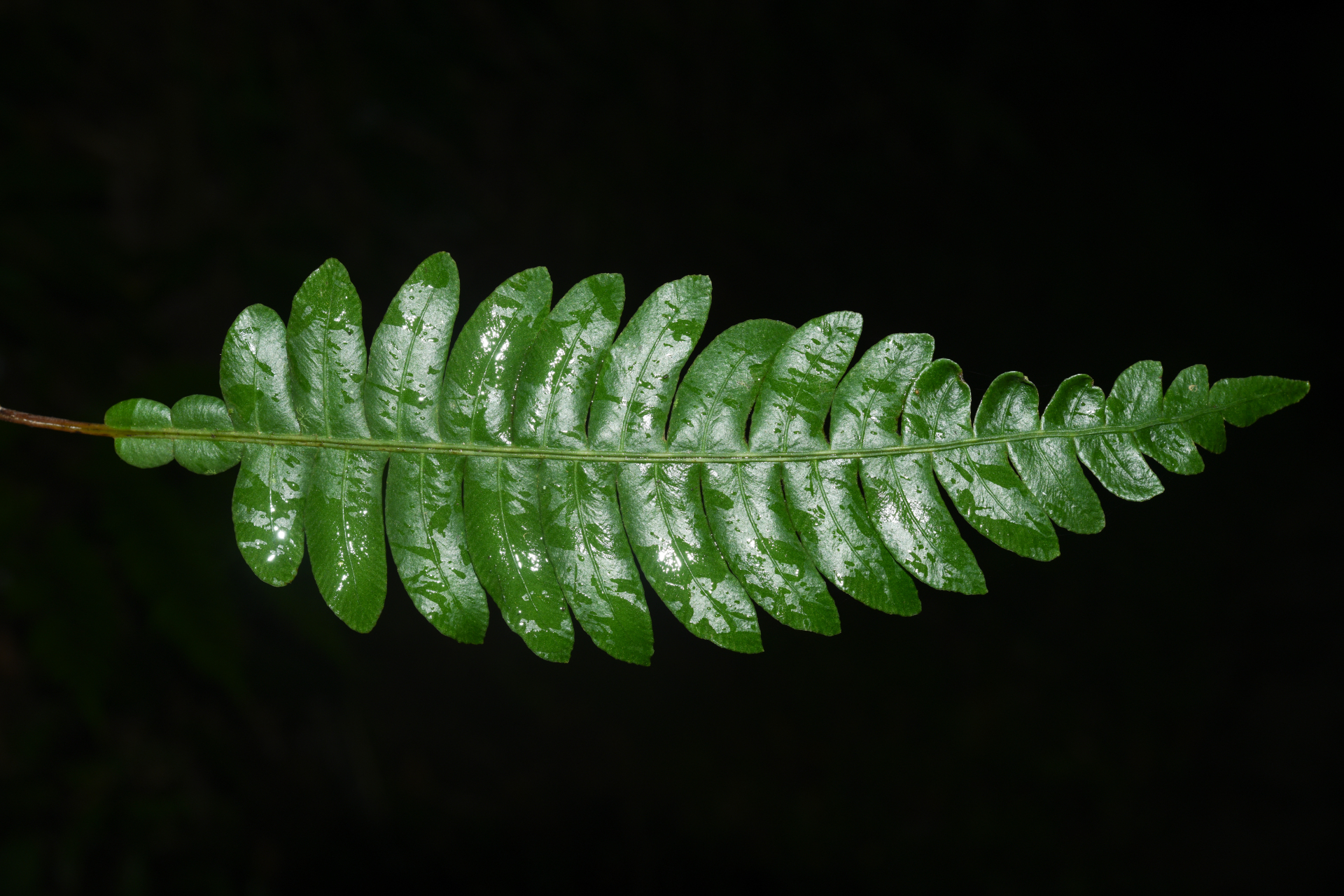 Austroblechnum lherminieri (Bory) Gasper & V.A.O.Dittrich - Photo Bivouac Naturaliste