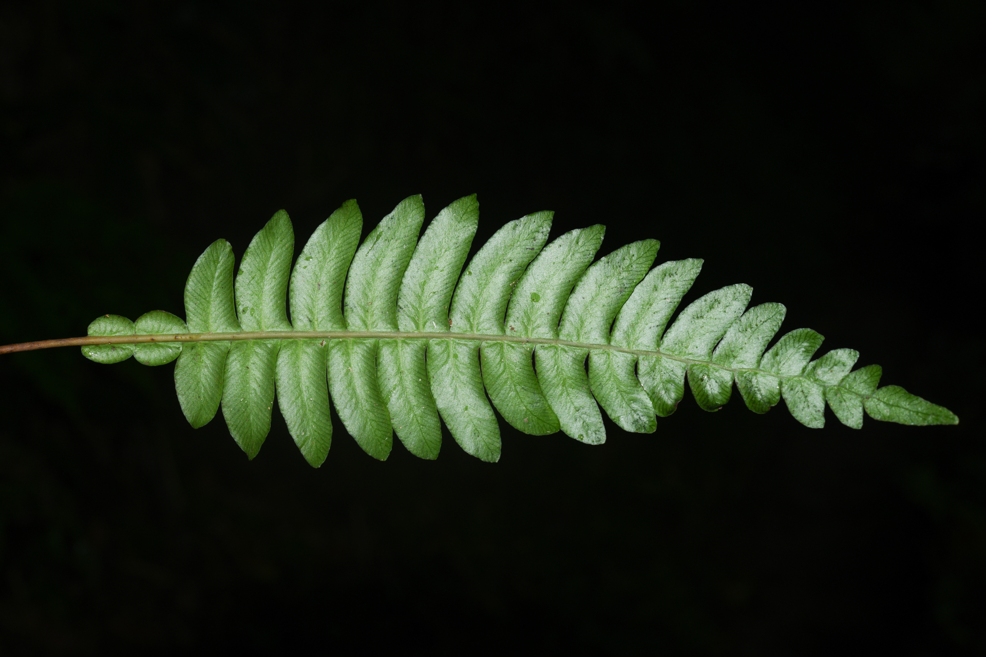 Austroblechnum lherminieri (Bory) Gasper & V.A.O.Dittrich - Photo Bivouac Naturaliste