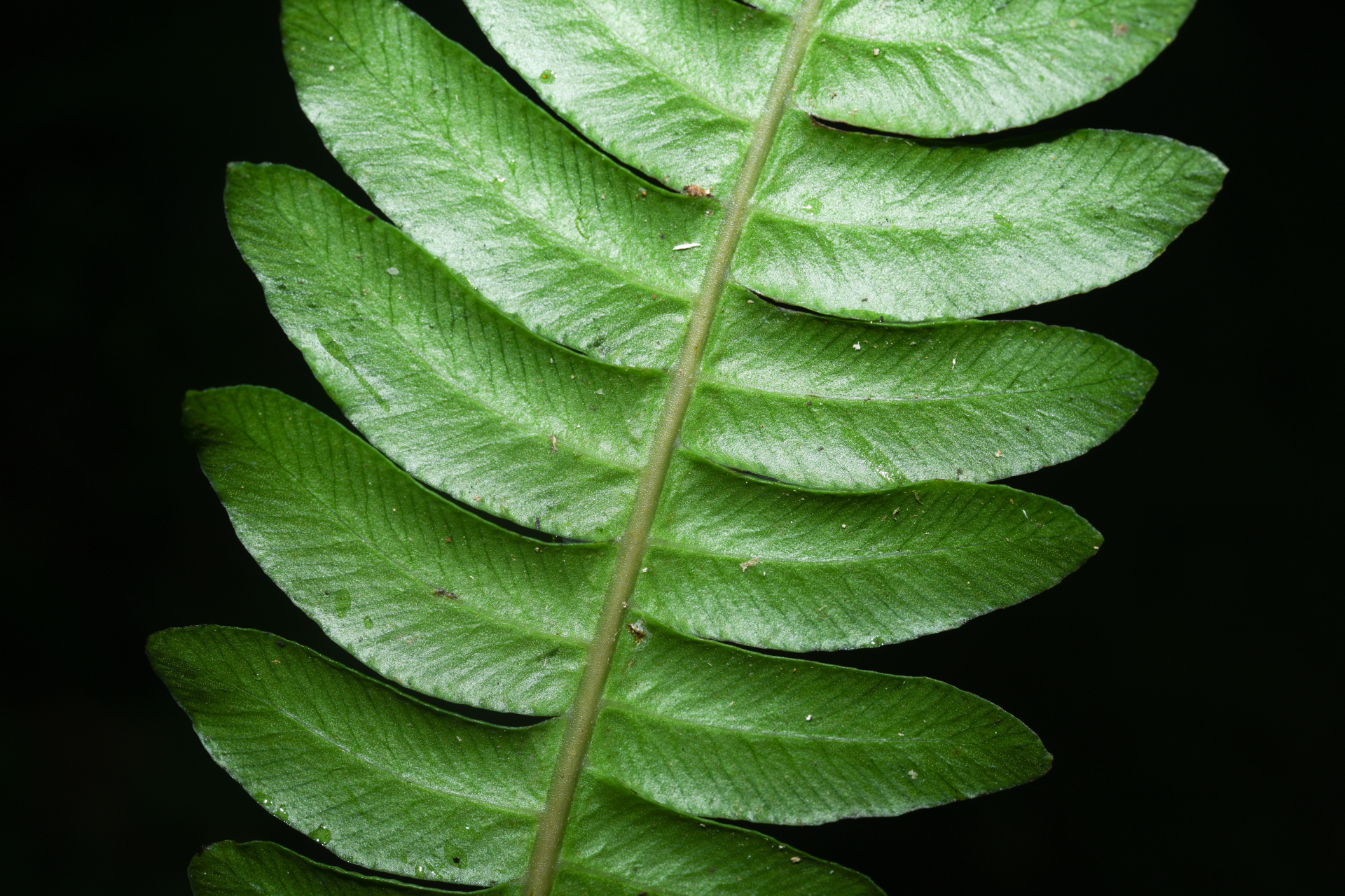 Austroblechnum lherminieri (Bory) Gasper & V.A.O.Dittrich - Photo Bivouac Naturaliste