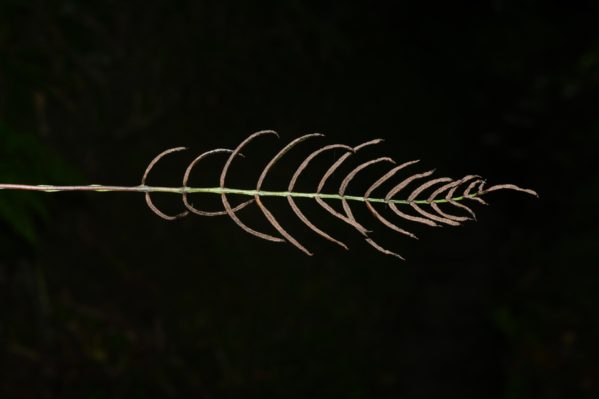 Austroblechnum lherminieri (Bory) Gasper & V.A.O.Dittrich - Photo Bivouac Naturaliste