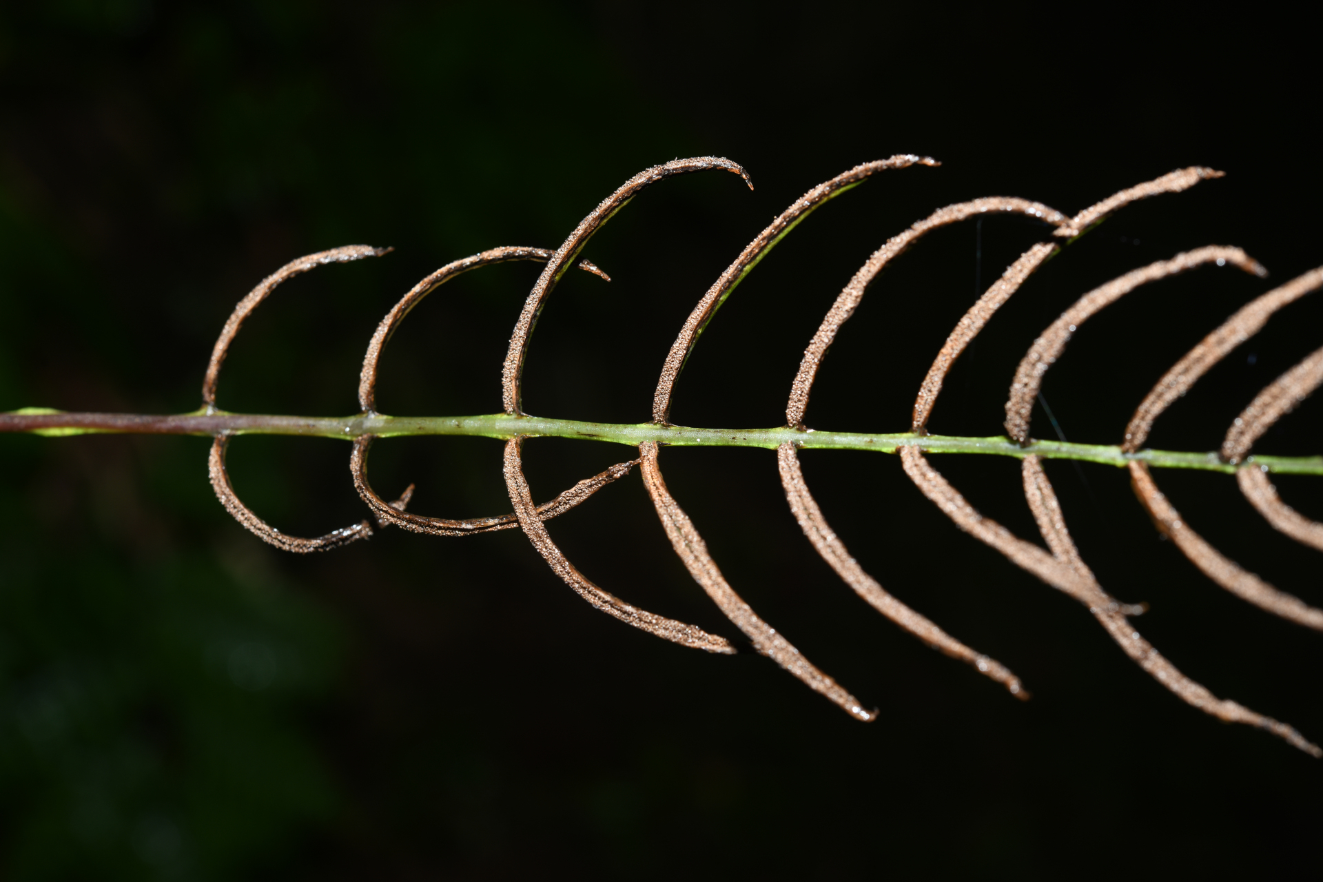 Austroblechnum lherminieri (Bory) Gasper & V.A.O.Dittrich - Photo Bivouac Naturaliste