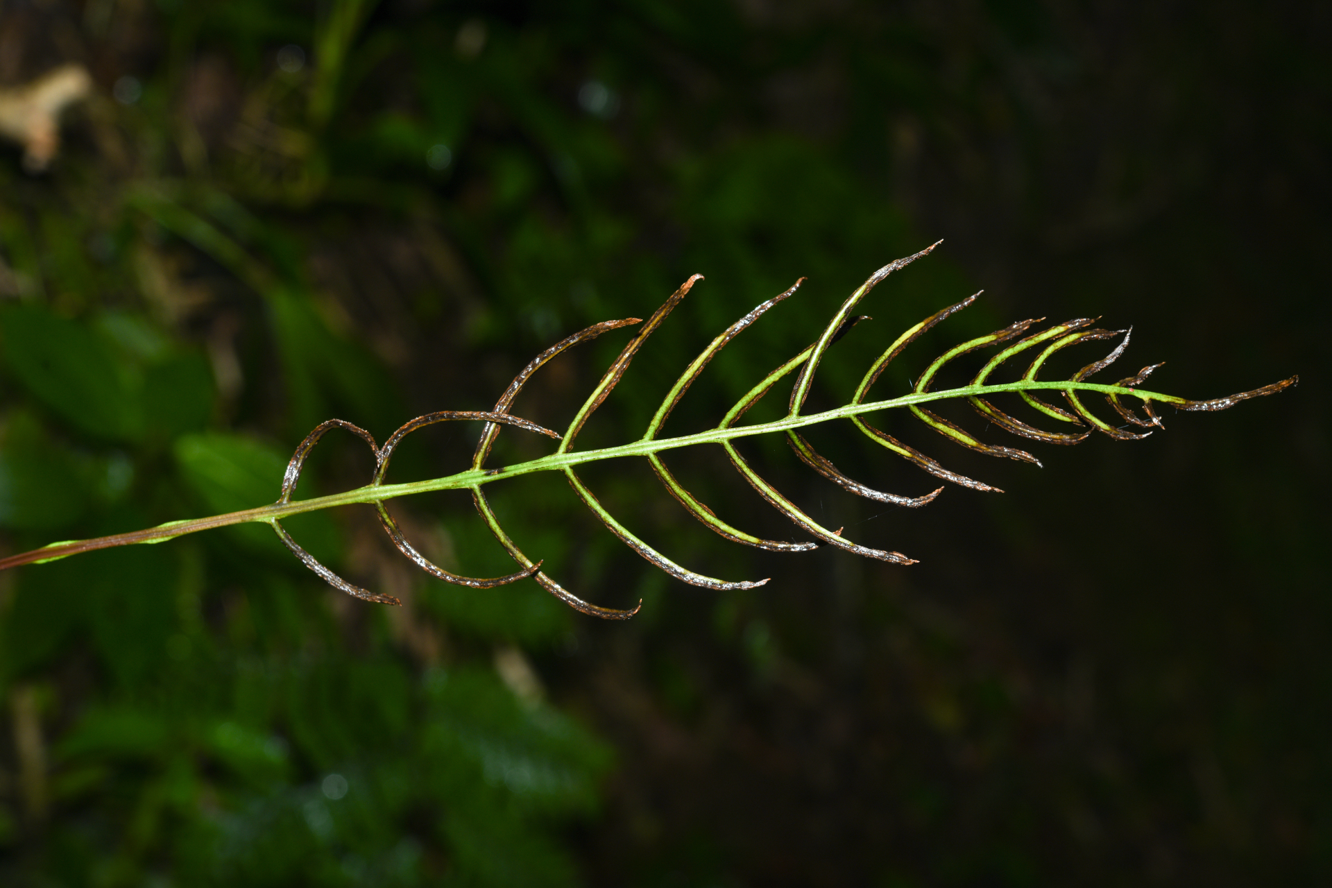 Austroblechnum lherminieri (Bory) Gasper & V.A.O.Dittrich - Photo Bivouac Naturaliste