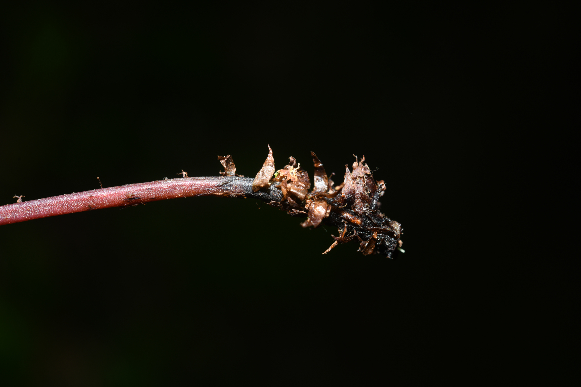 Austroblechnum lherminieri (Bory) Gasper & V.A.O.Dittrich - Photo Bivouac Naturaliste