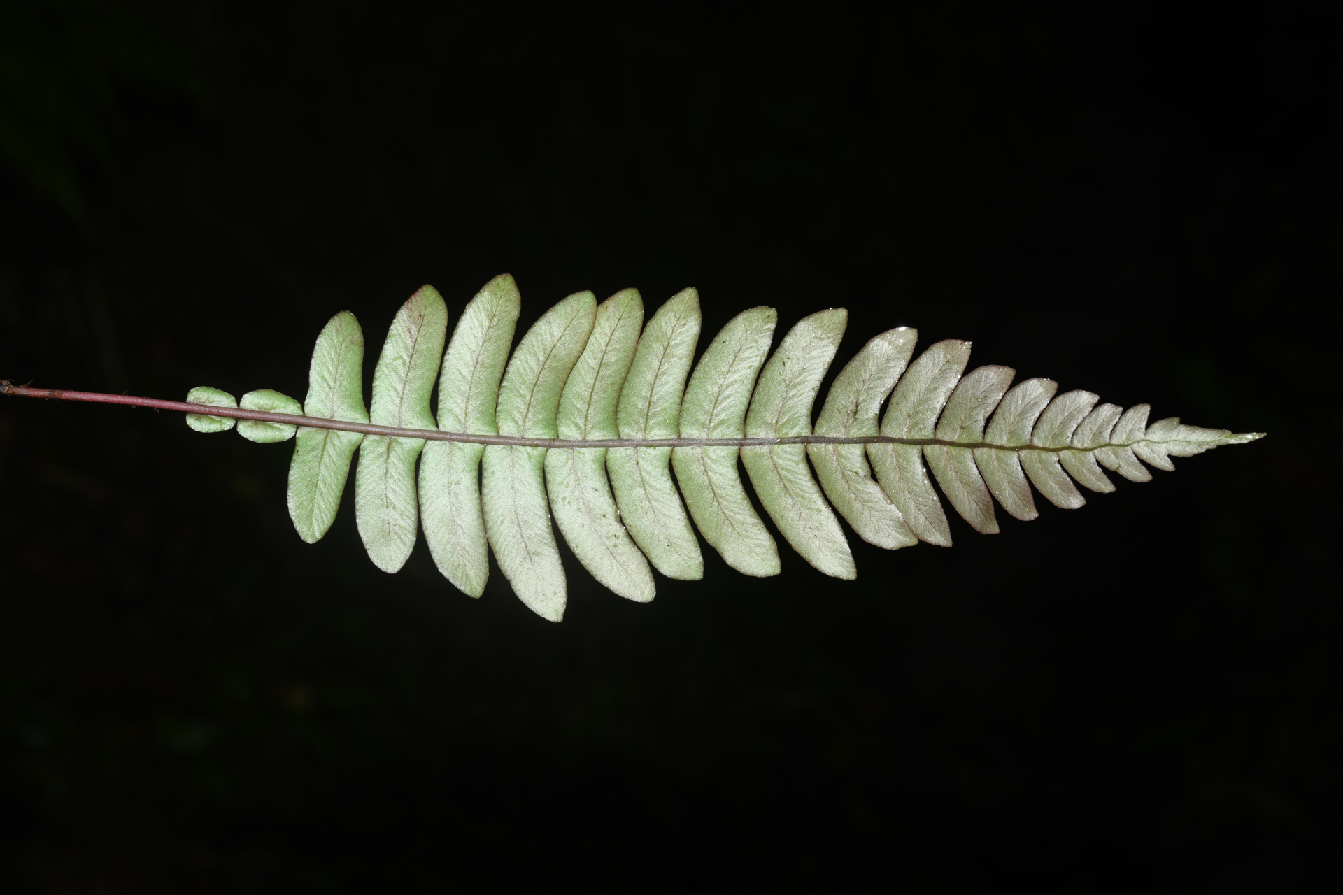 Austroblechnum lherminieri (Bory) Gasper & V.A.O.Dittrich - Photo Bivouac Naturaliste
