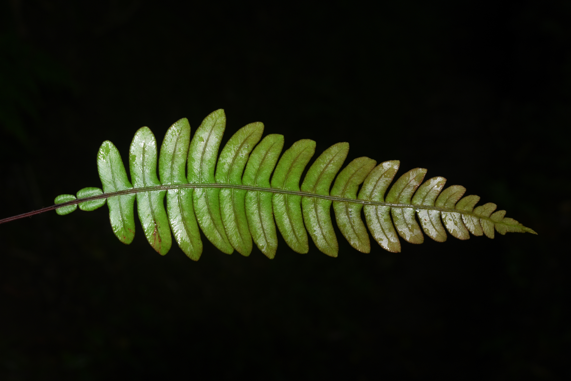 Austroblechnum lherminieri (Bory) Gasper & V.A.O.Dittrich - Photo Bivouac Naturaliste
