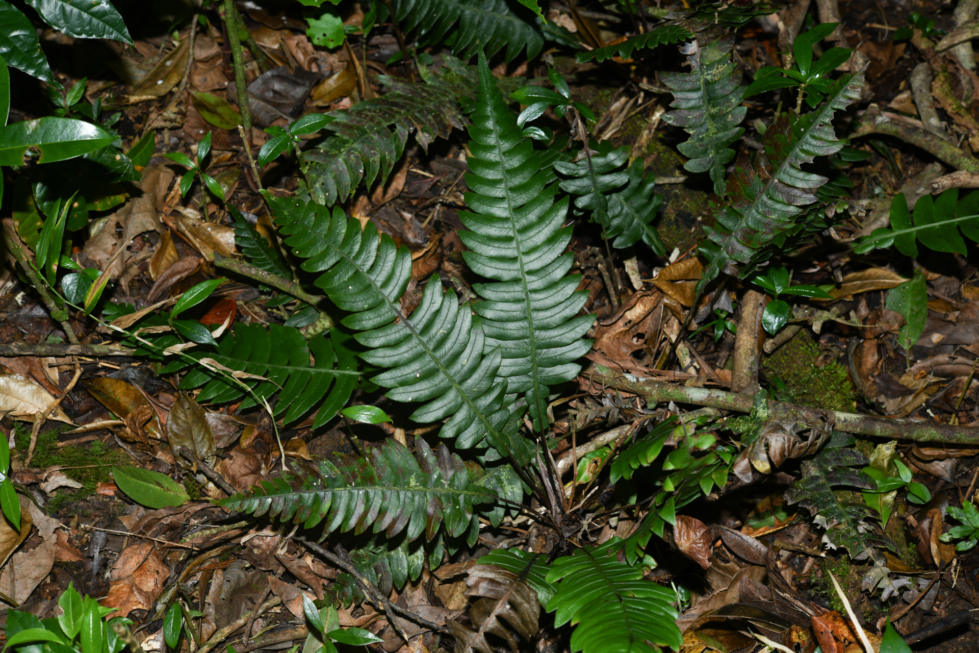 Austroblechnum lherminieri (Bory) Gasper & V.A.O.Dittrich - Photo Bivouac Naturaliste