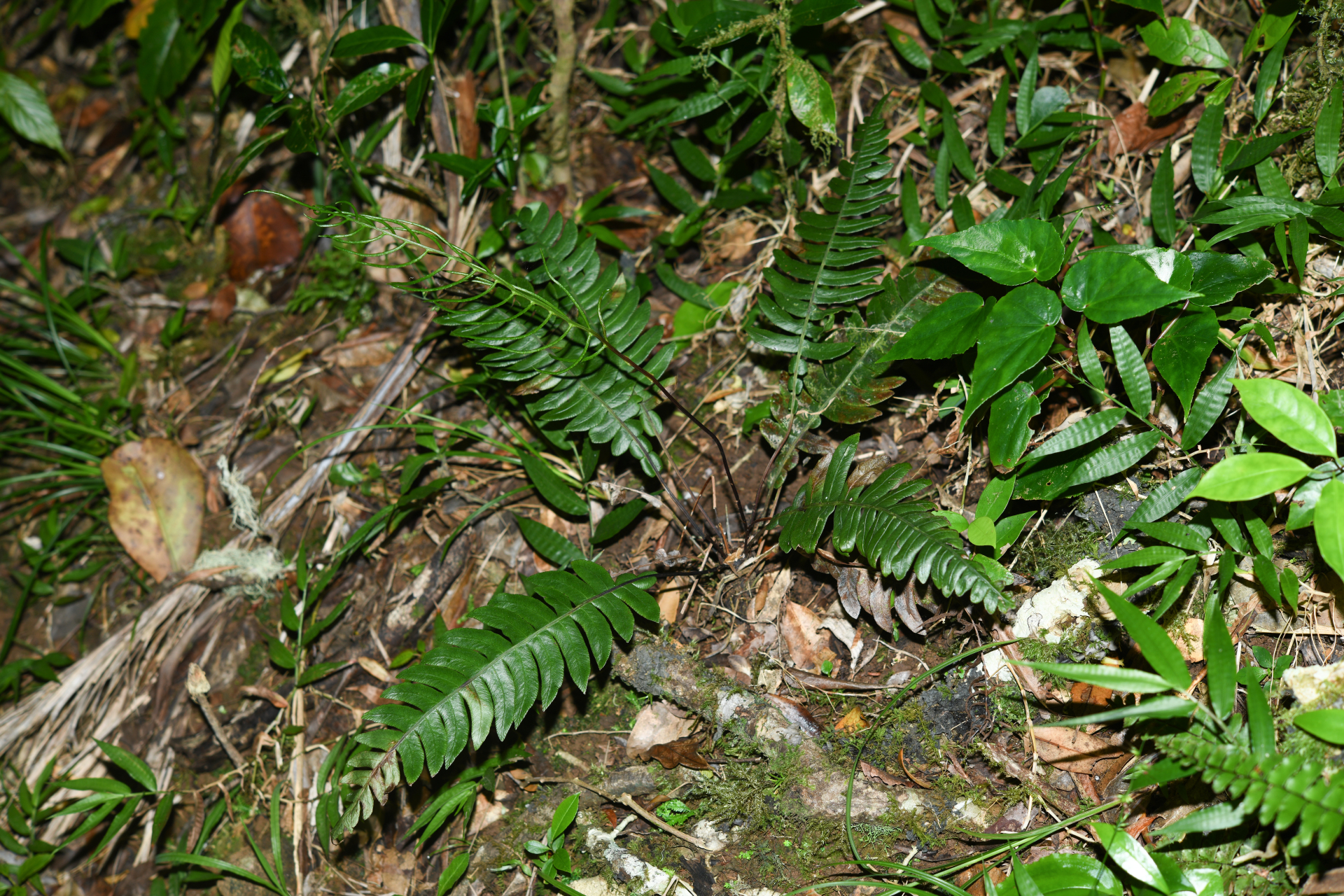 Austroblechnum lherminieri (Bory) Gasper & V.A.O.Dittrich - Photo Bivouac Naturaliste