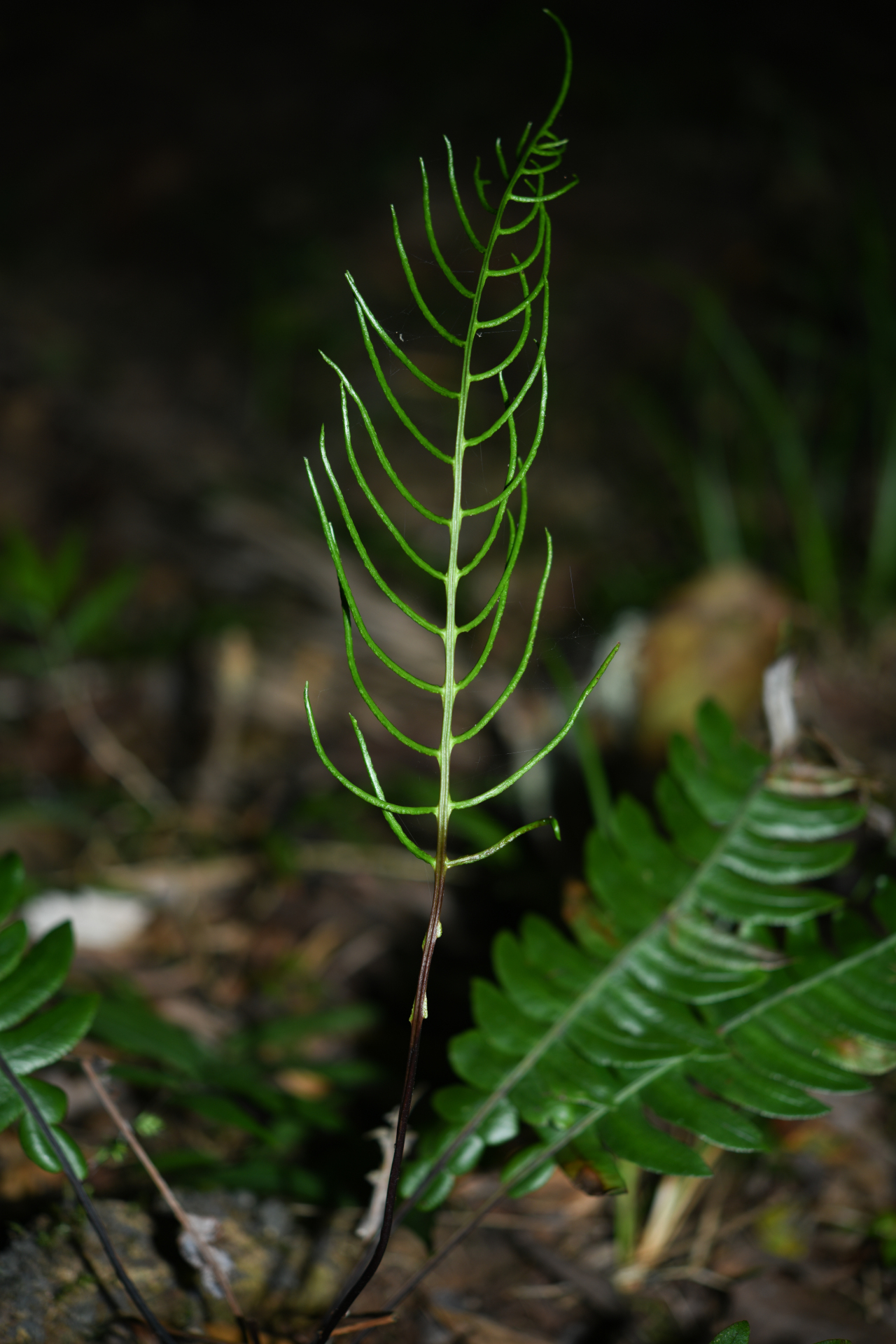Austroblechnum lherminieri (Bory) Gasper & V.A.O.Dittrich - Photo Bivouac Naturaliste