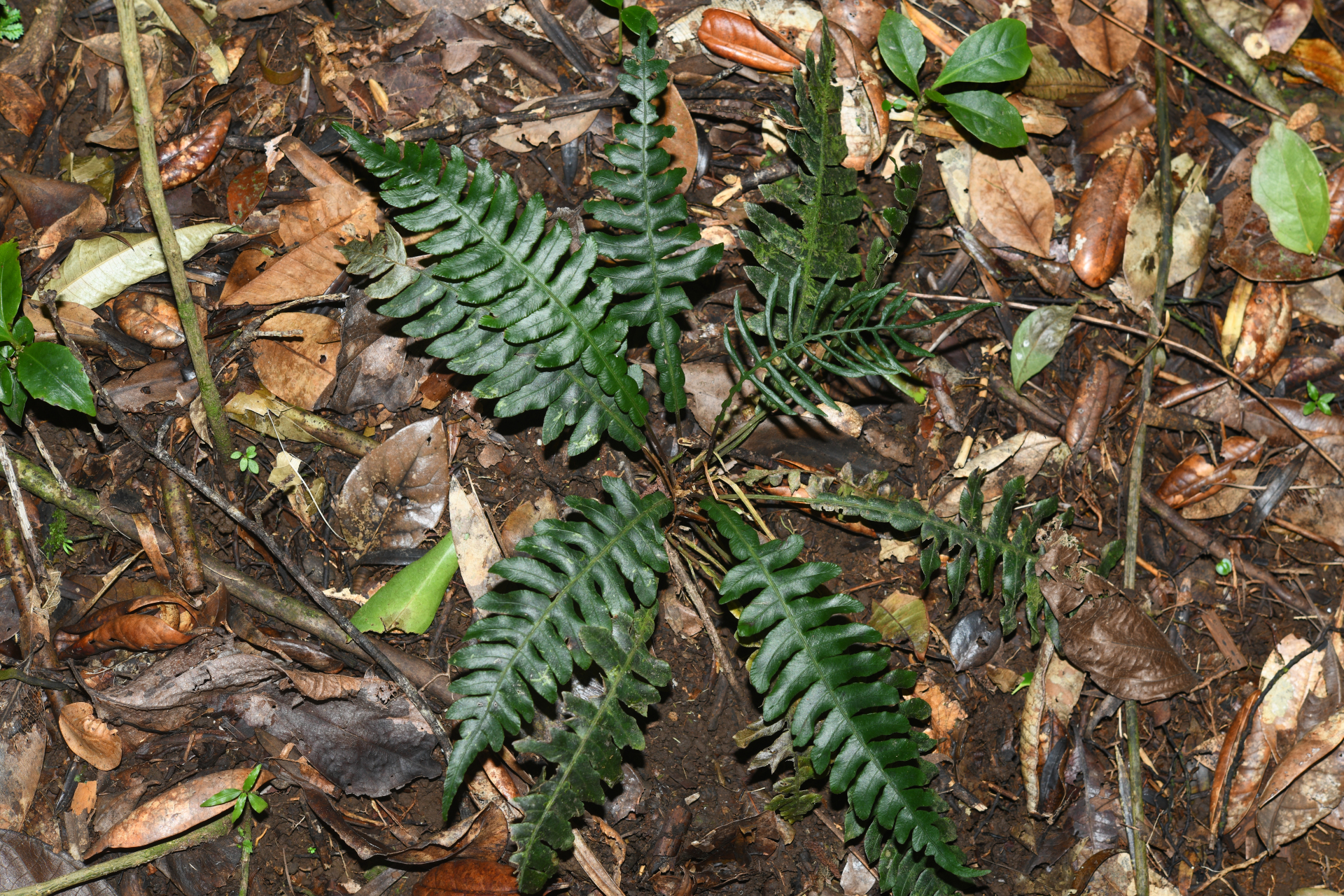 Austroblechnum lherminieri (Bory) Gasper & V.A.O.Dittrich - Photo Bivouac Naturaliste