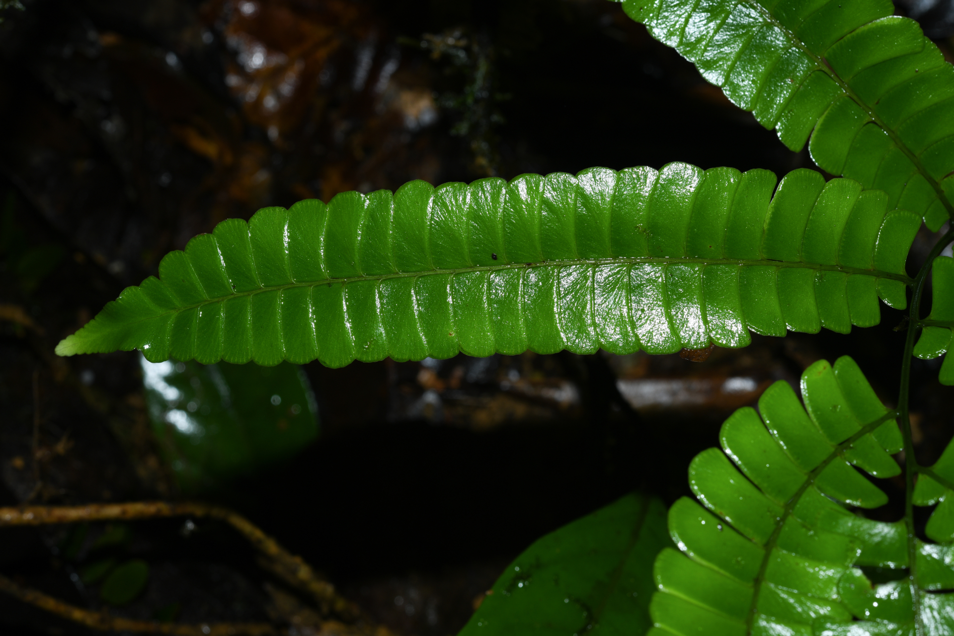 Lindsaea lancea (L.) Bedd. - Photo Bivouac Naturaliste