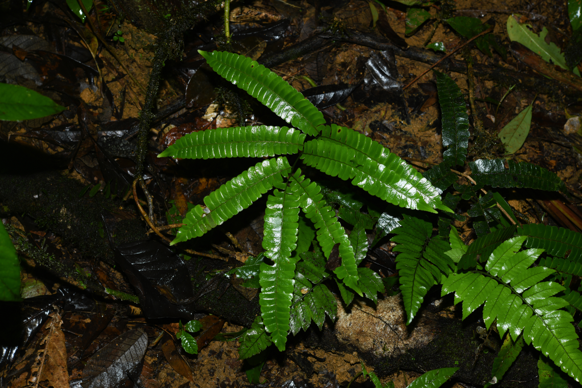 Lindsaea lancea (L.) Bedd. - Photo Bivouac Naturaliste