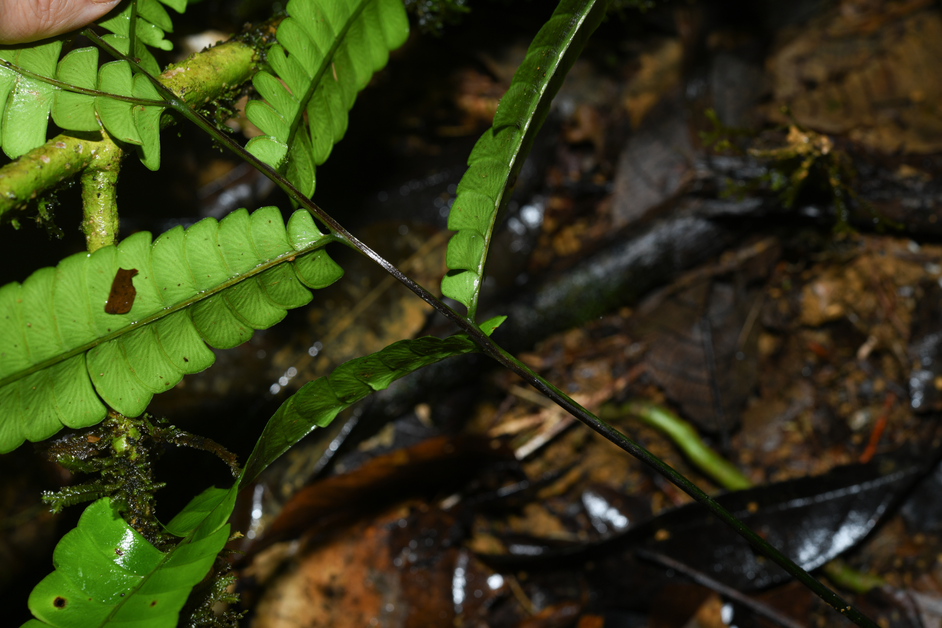 Lindsaea lancea (L.) Bedd. - Photo Bivouac Naturaliste
