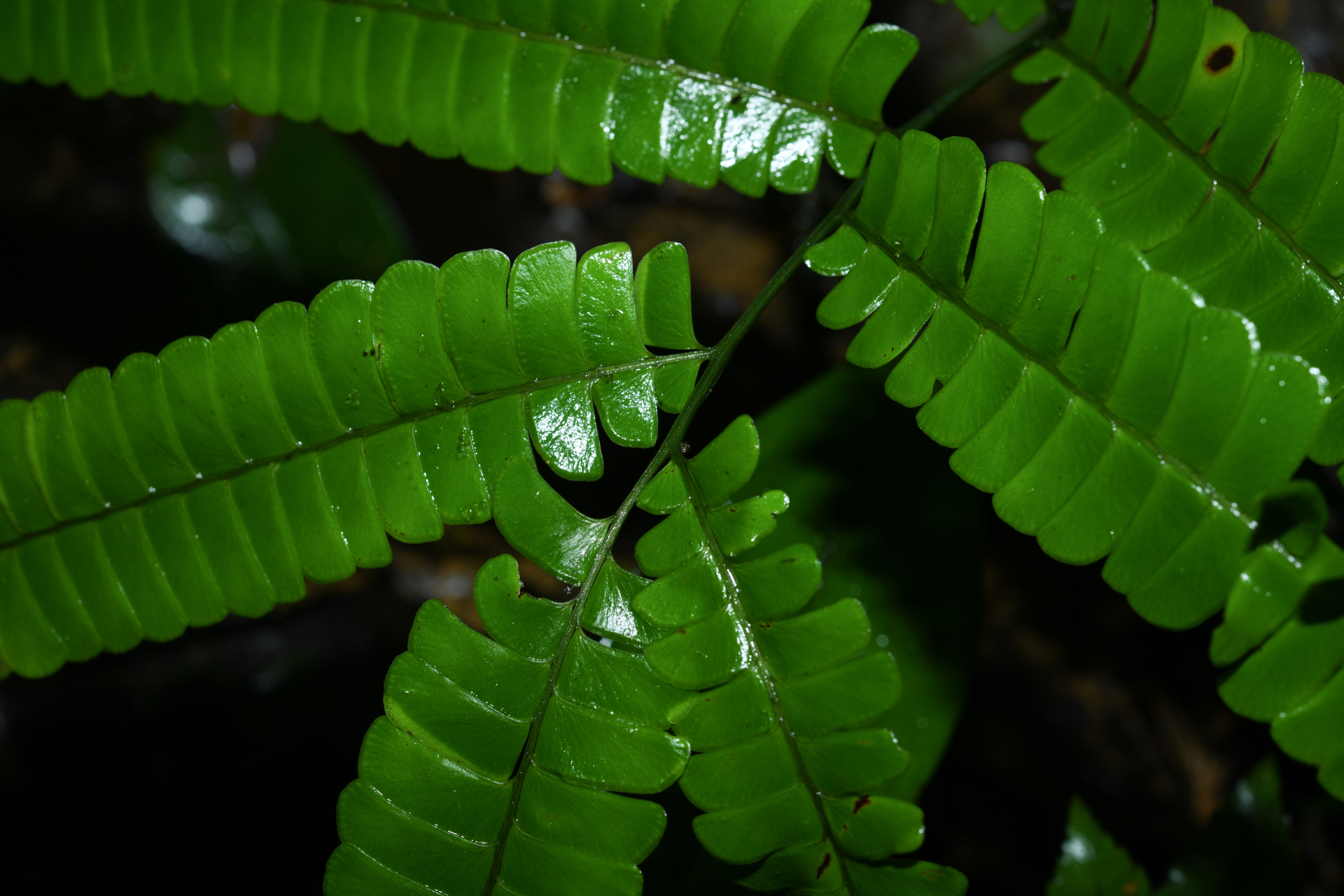 Lindsaea lancea (L.) Bedd. - Photo Bivouac Naturaliste