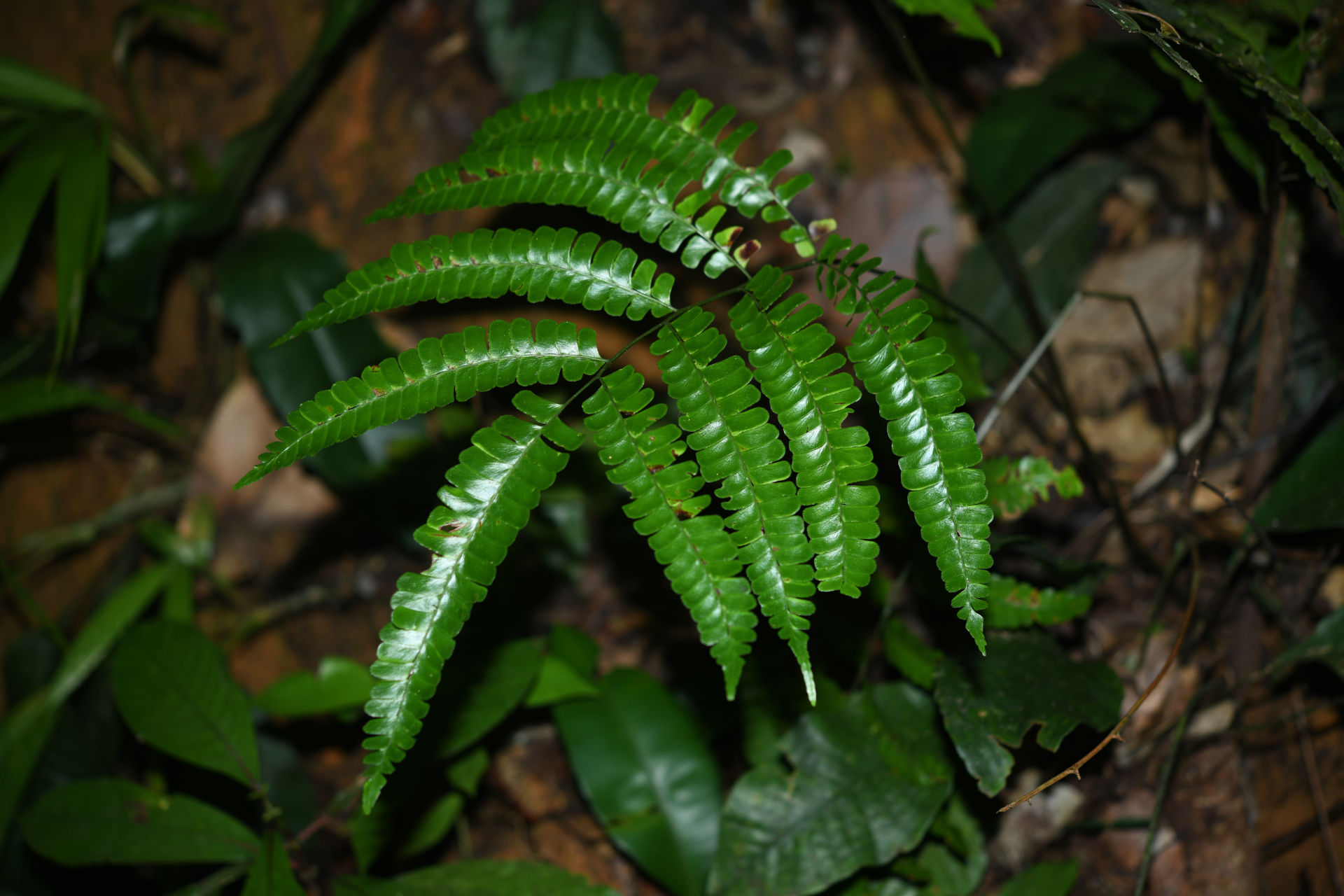 Lindsaea quadrangularis subsp. antillensis K.U.Kramer - Photo Bivouac Naturaliste