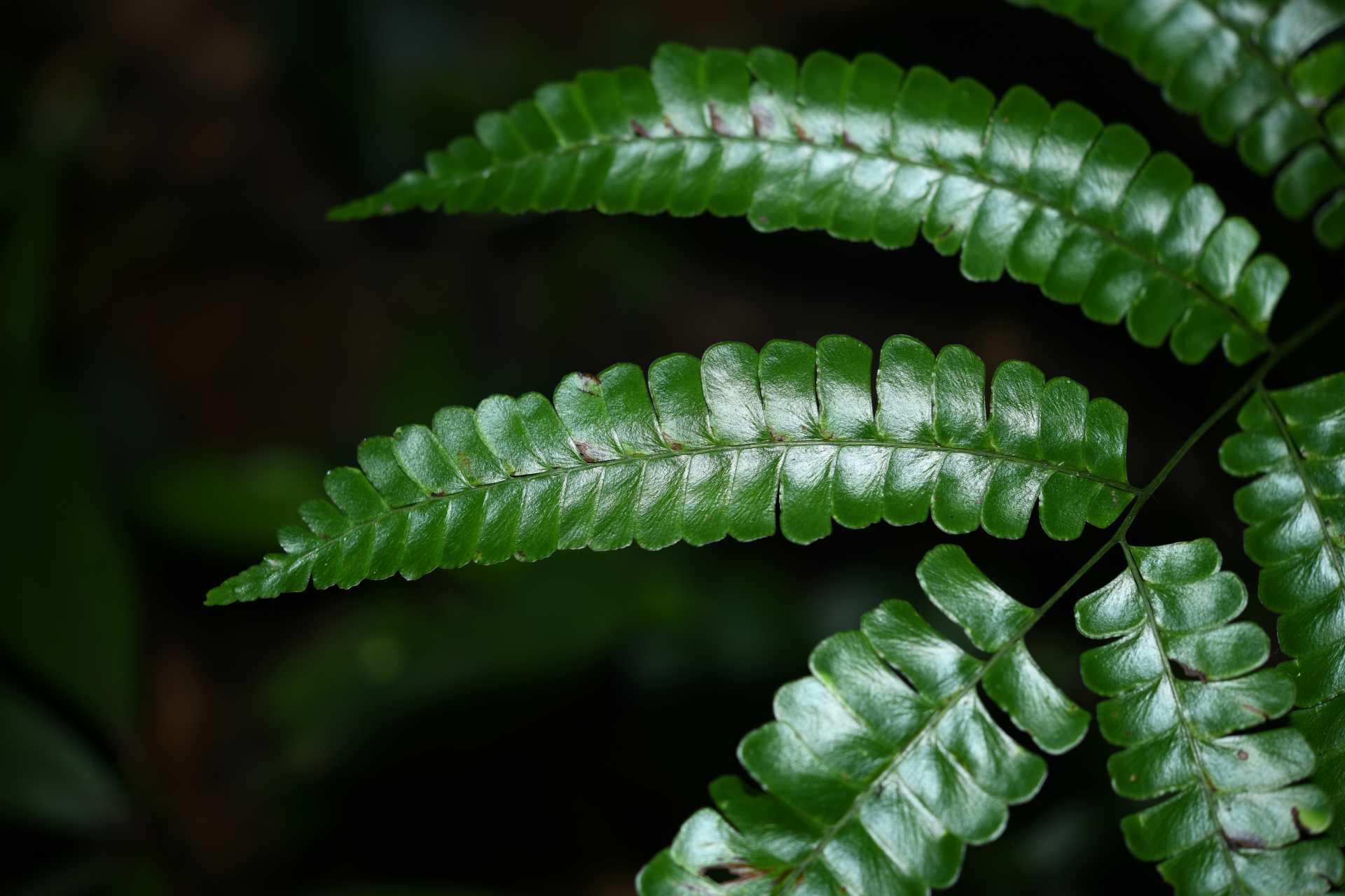 Lindsaea quadrangularis subsp. antillensis K.U.Kramer - Photo Bivouac Naturaliste