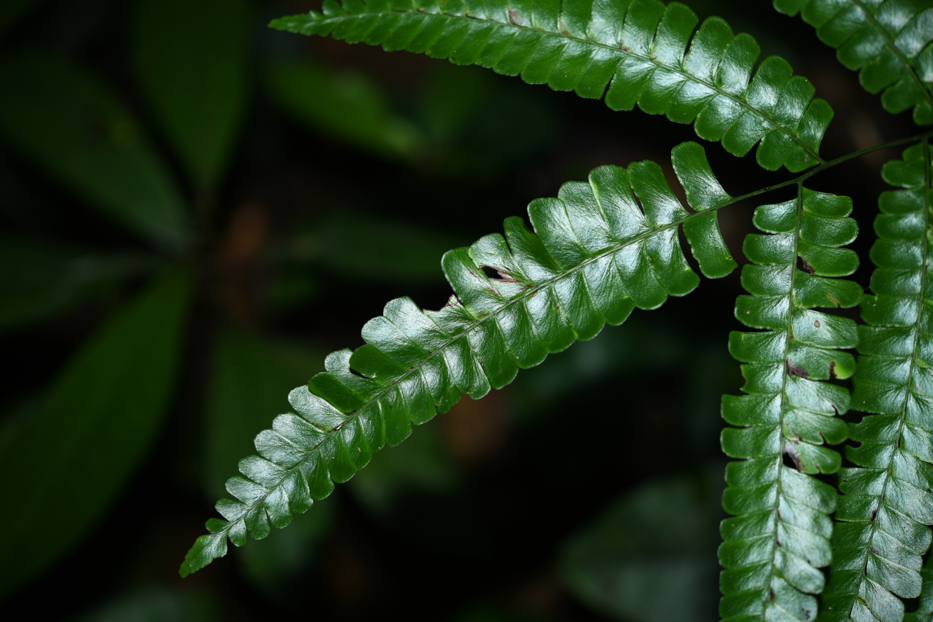 Lindsaea quadrangularis subsp. antillensis K.U.Kramer - Photo Bivouac Naturaliste