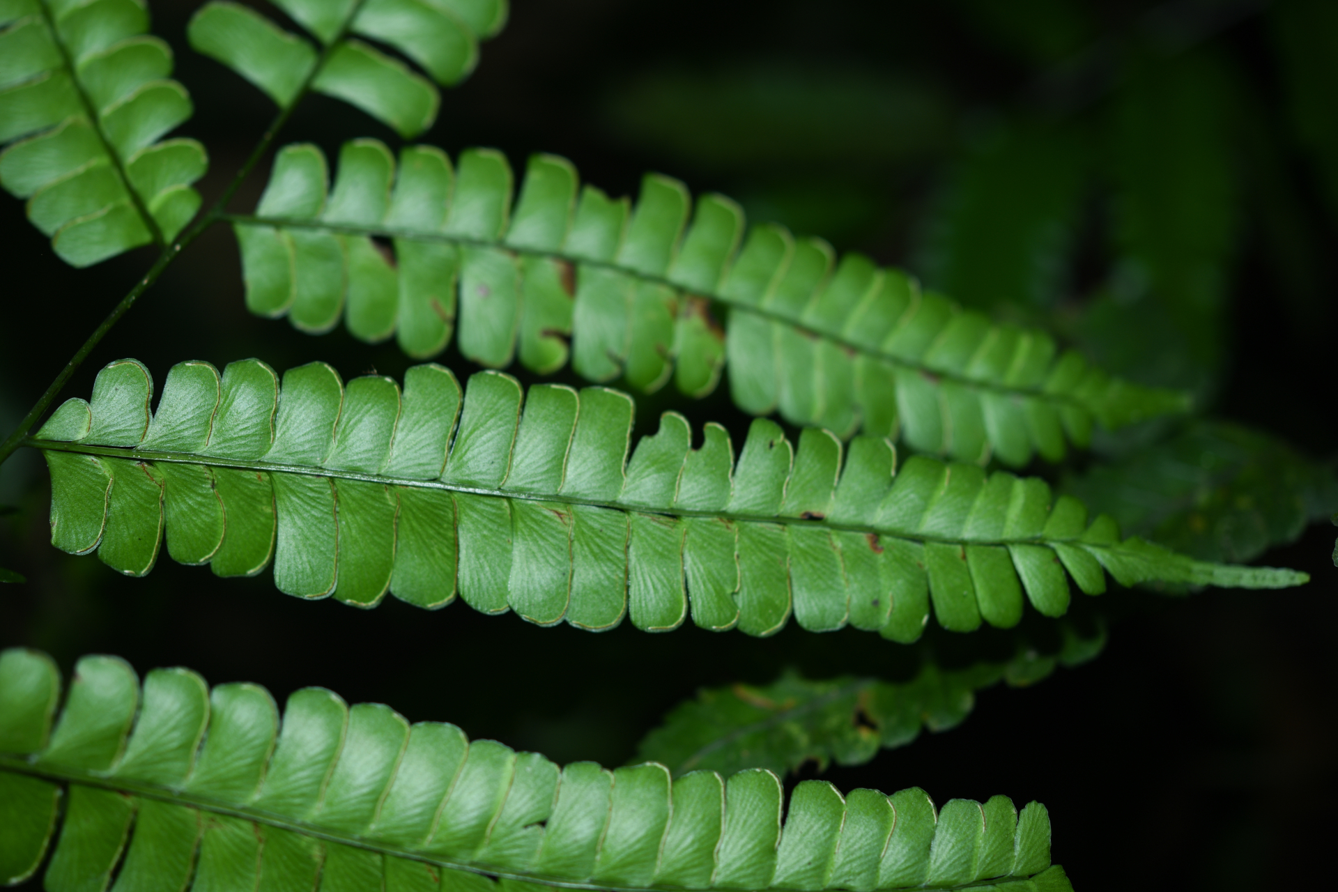 Lindsaea quadrangularis subsp. antillensis K.U.Kramer - Photo Bivouac Naturaliste