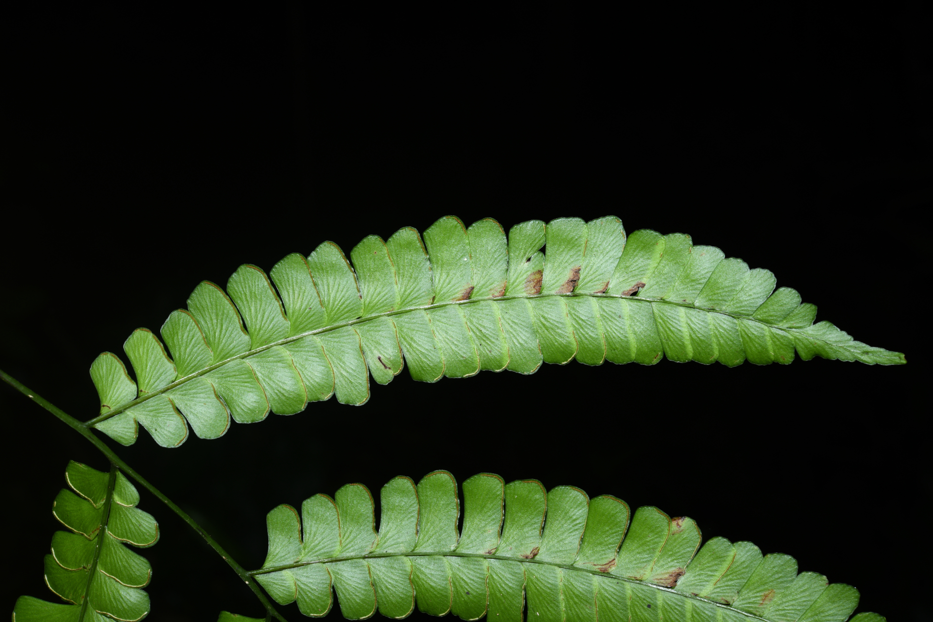 Lindsaea quadrangularis subsp. antillensis K.U.Kramer - Photo Bivouac Naturaliste