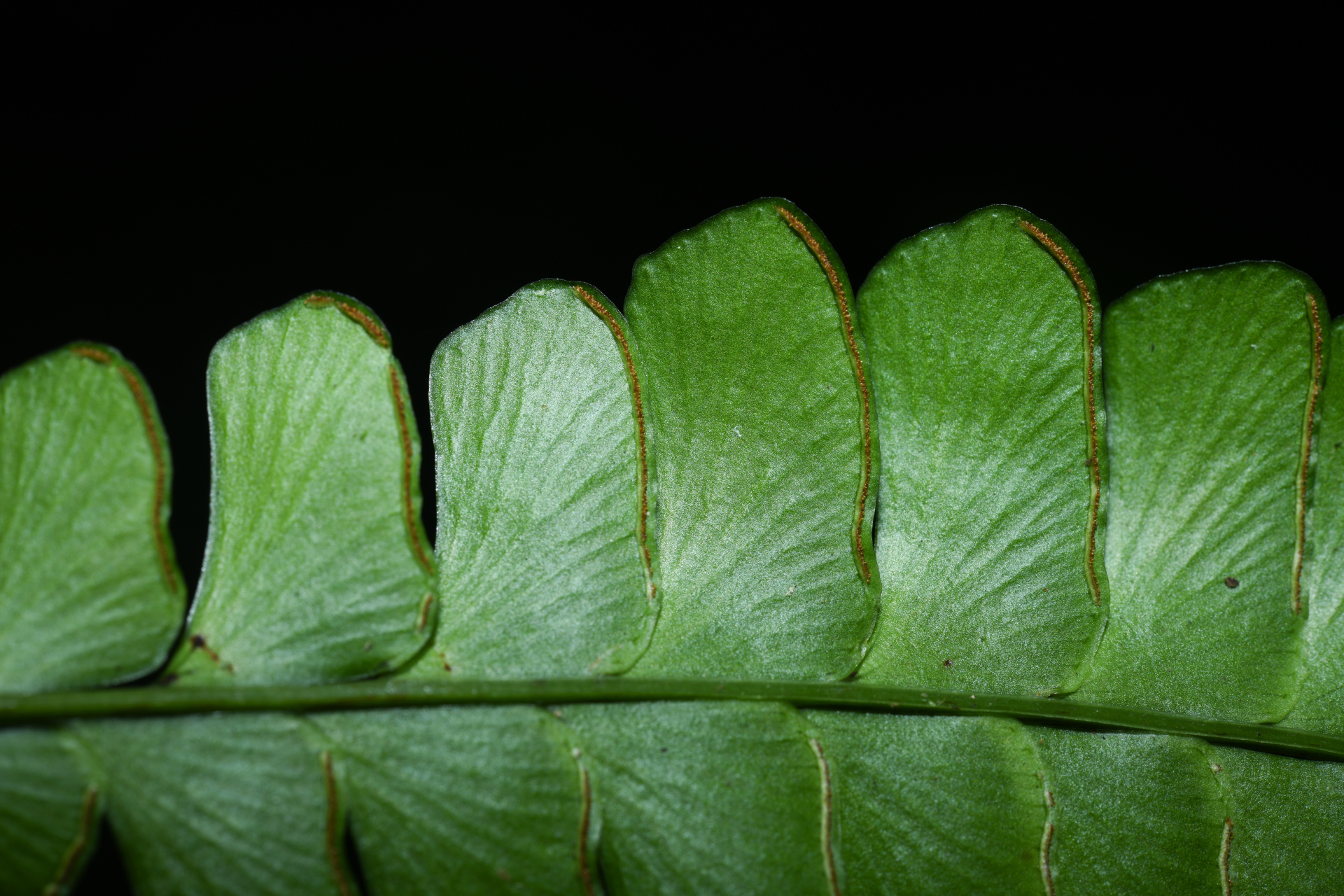 Lindsaea quadrangularis subsp. antillensis K.U.Kramer - Photo Bivouac Naturaliste