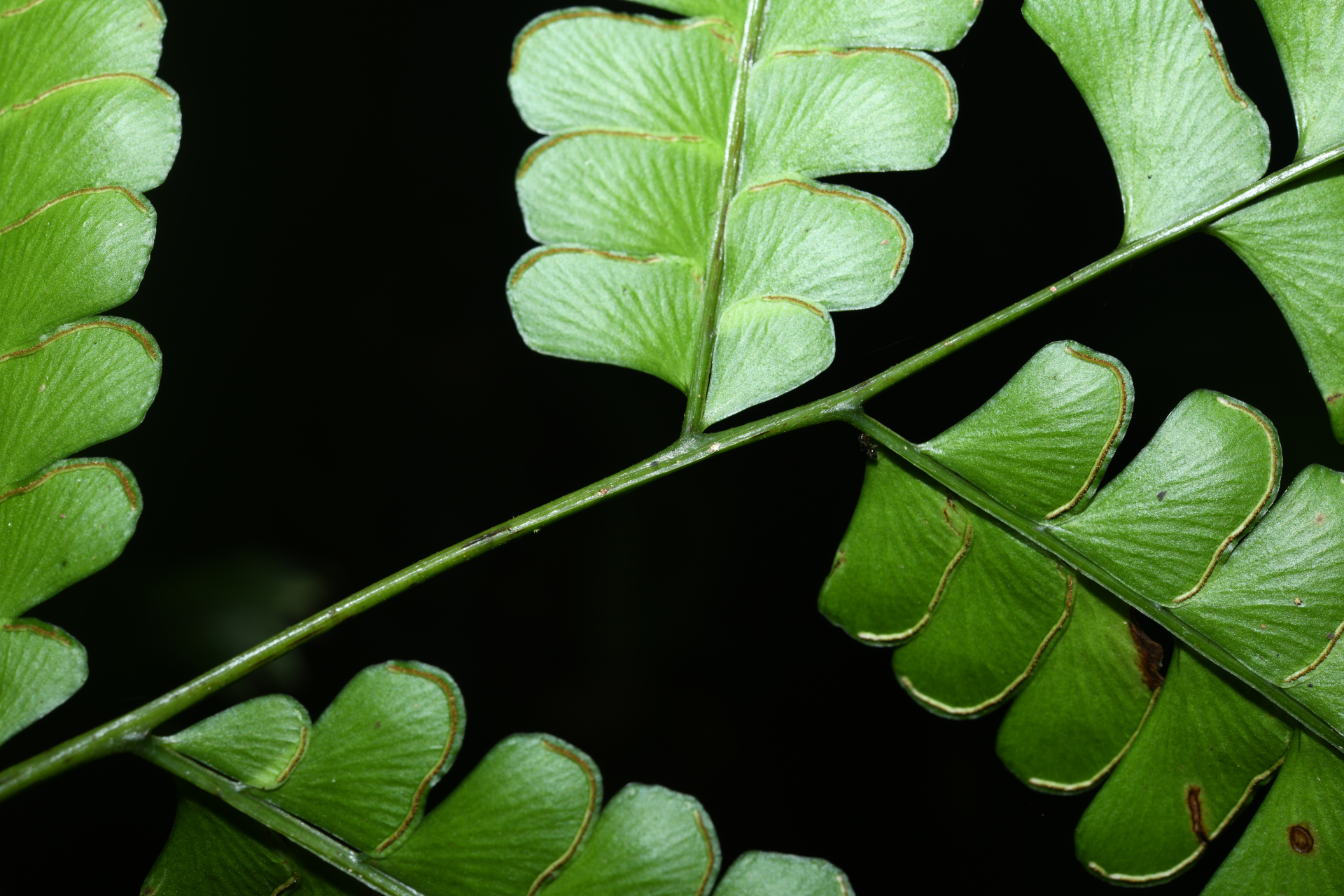 Lindsaea quadrangularis subsp. antillensis K.U.Kramer - Photo Bivouac Naturaliste