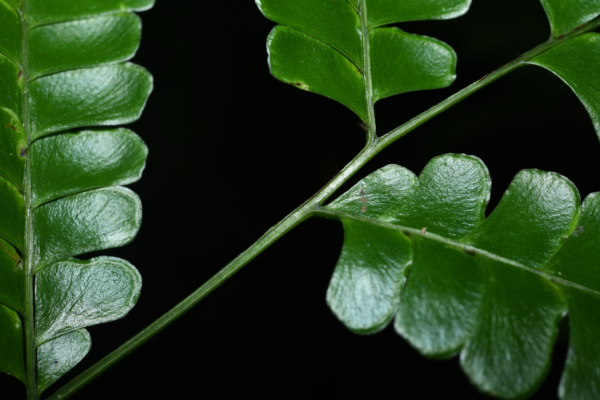 Lindsaea quadrangularis subsp. antillensis K.U.Kramer - Photo Bivouac Naturaliste