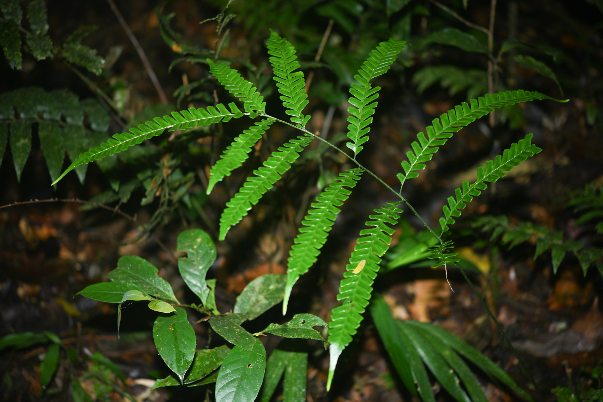Lindsaea quadrangularis subsp. antillensis K.U.Kramer - Photo Bivouac Naturaliste