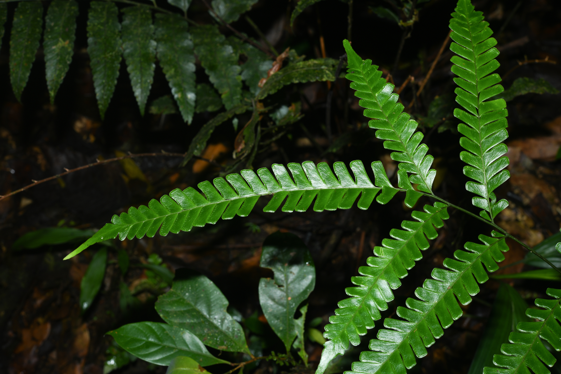 Lindsaea quadrangularis subsp. antillensis K.U.Kramer - Photo Bivouac Naturaliste