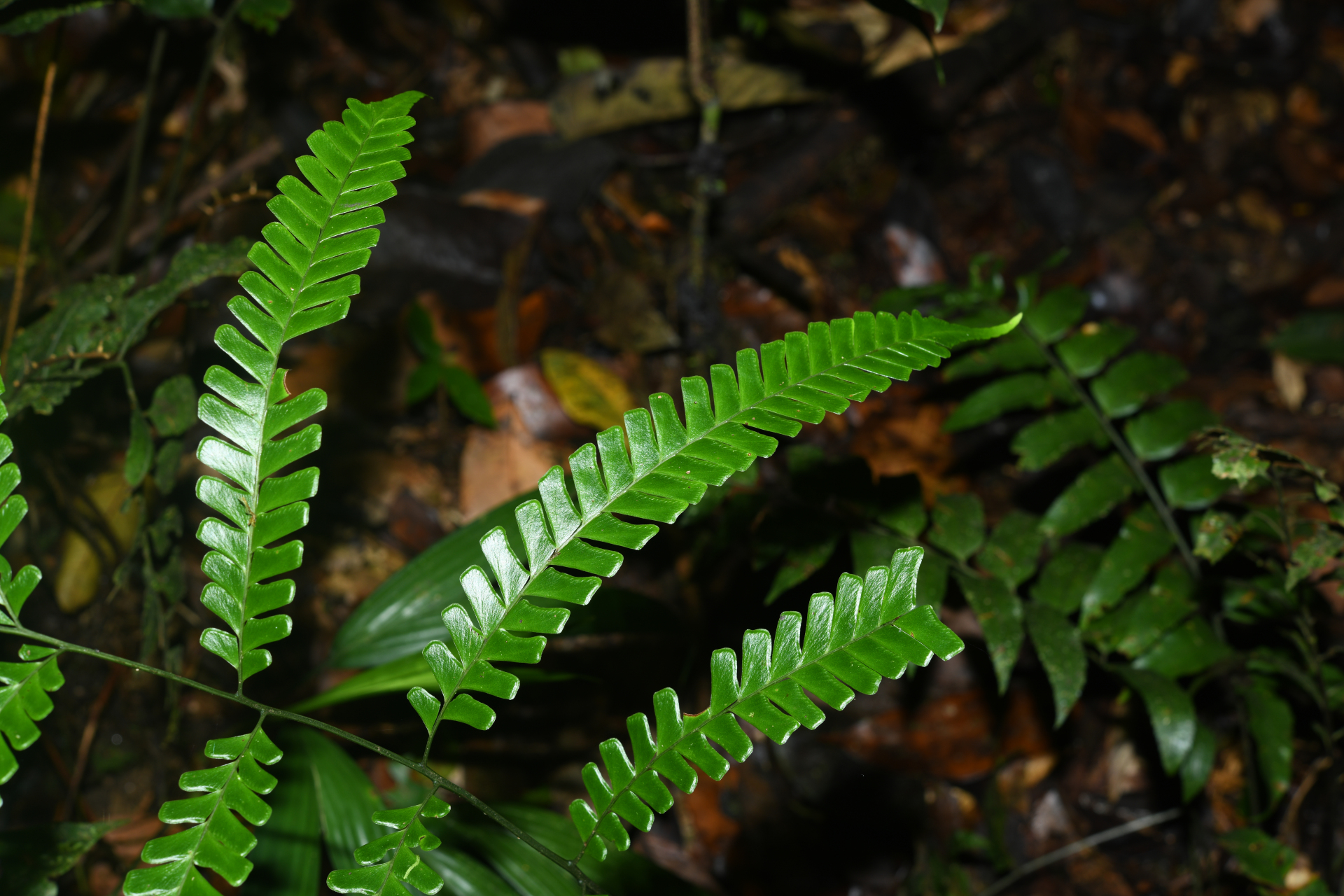 Lindsaea quadrangularis subsp. antillensis K.U.Kramer - Photo Bivouac Naturaliste