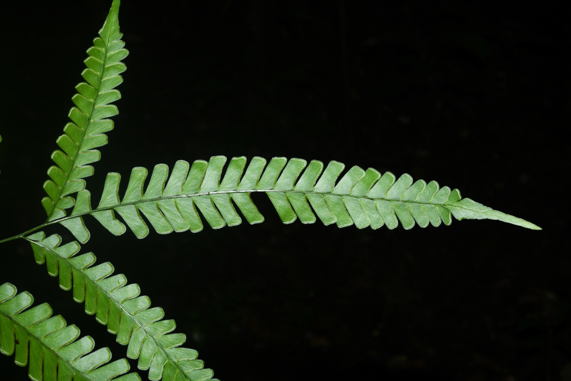 Lindsaea quadrangularis subsp. antillensis K.U.Kramer - Photo Bivouac Naturaliste