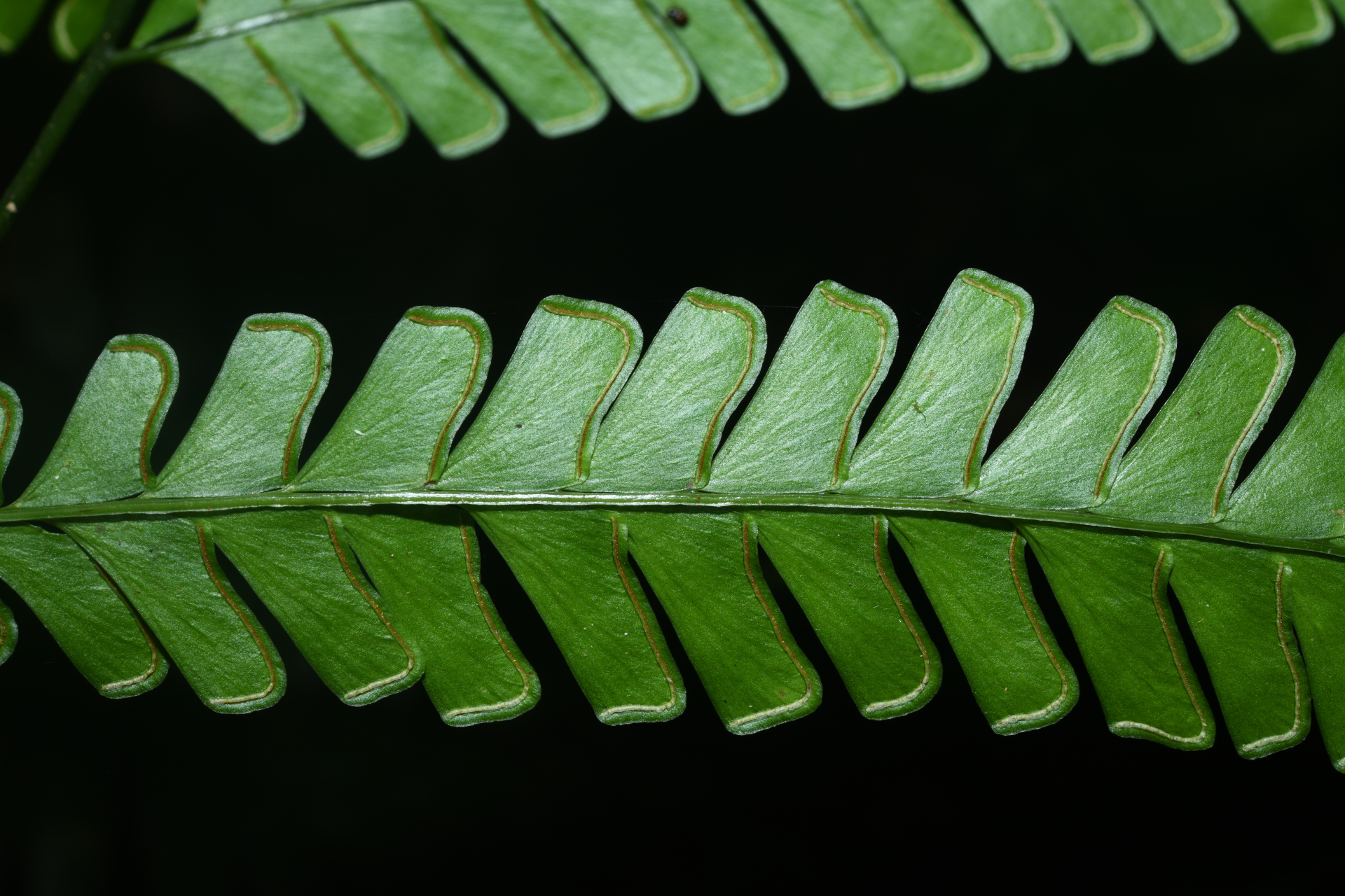 Lindsaea quadrangularis subsp. antillensis K.U.Kramer - Photo Bivouac Naturaliste