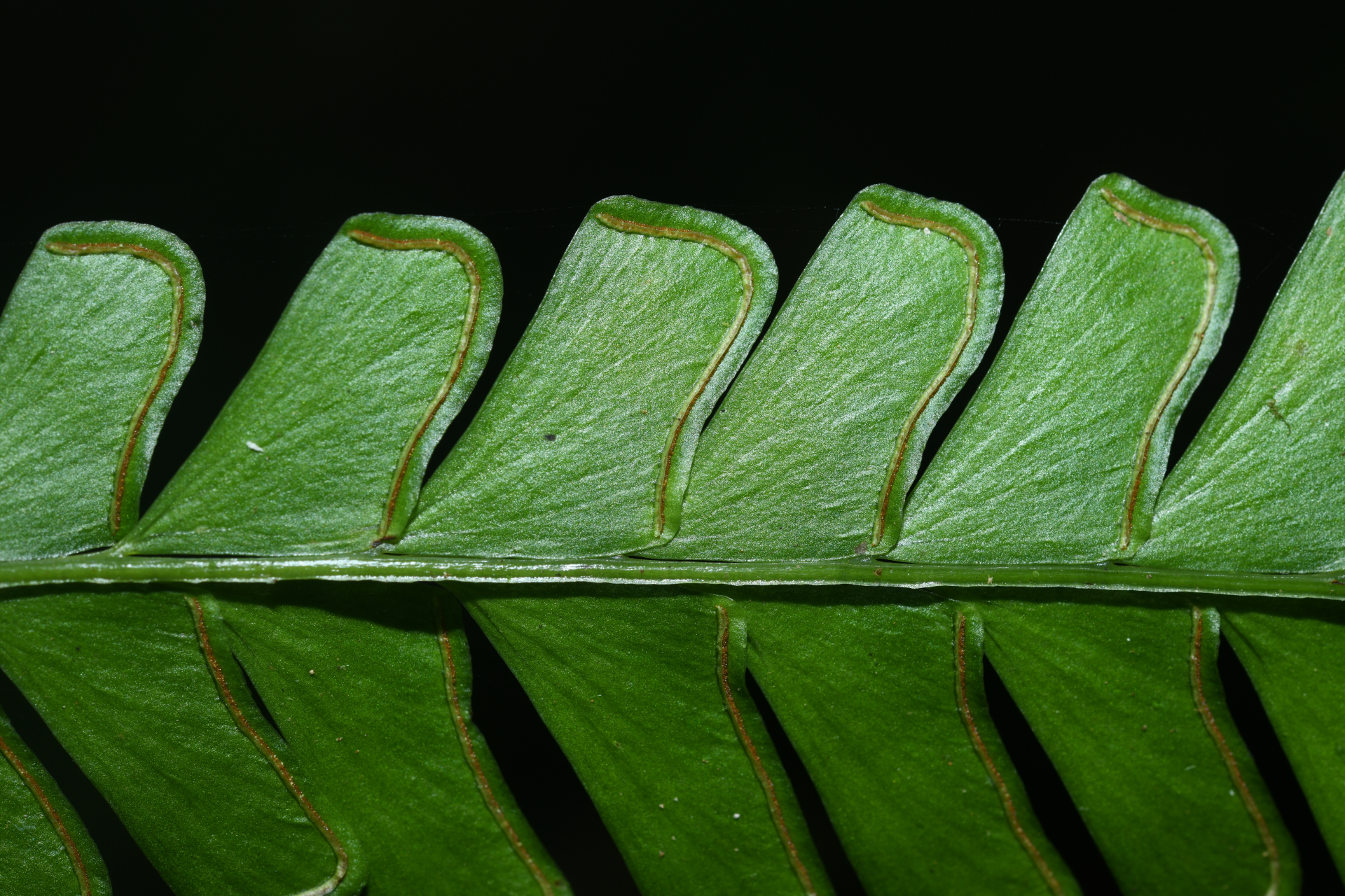 Lindsaea quadrangularis subsp. antillensis K.U.Kramer - Photo Bivouac Naturaliste