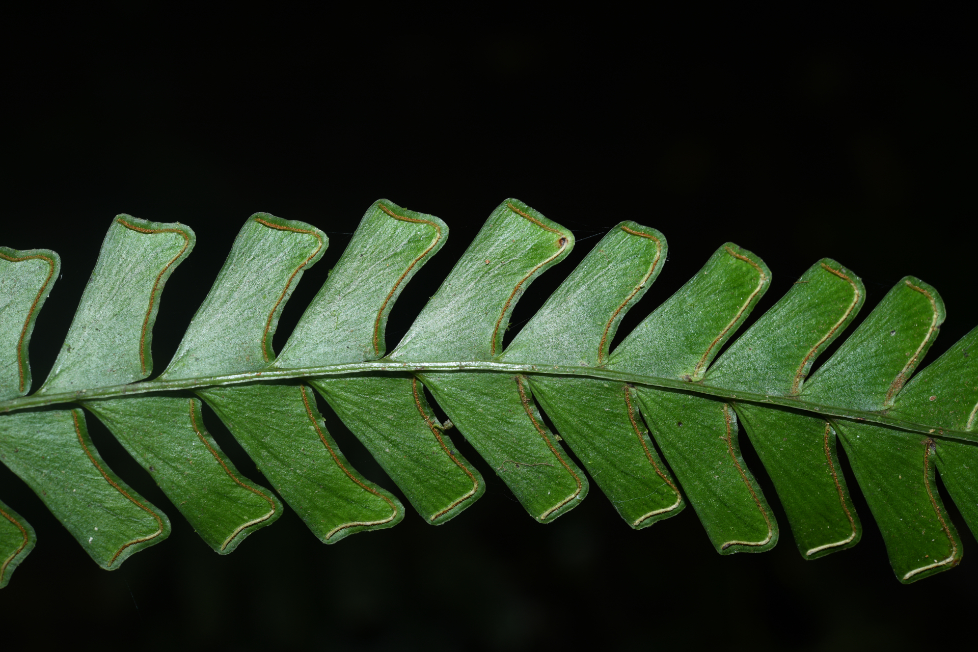 Lindsaea quadrangularis subsp. antillensis K.U.Kramer - Photo Bivouac Naturaliste