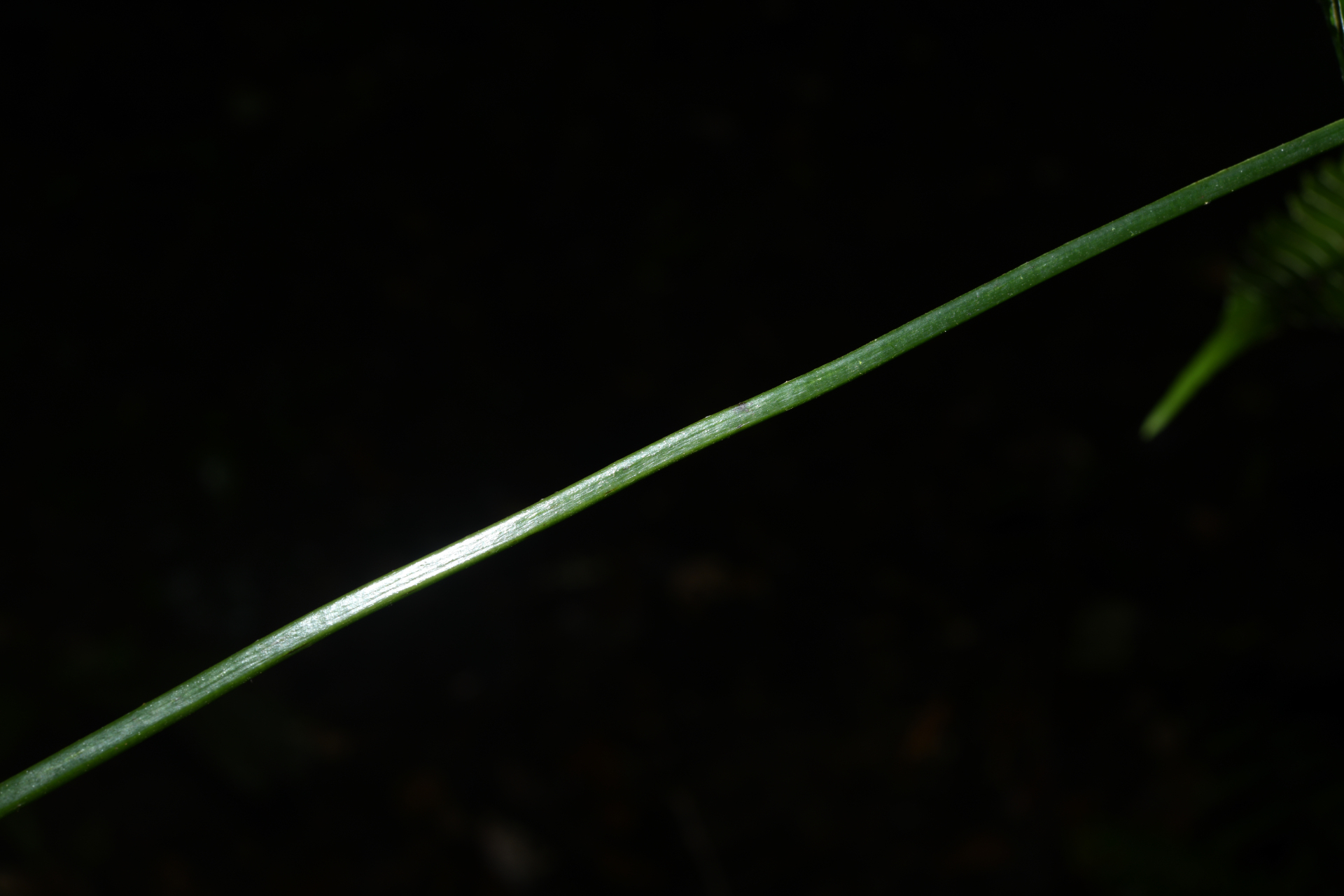 Lindsaea quadrangularis subsp. antillensis K.U.Kramer - Photo Bivouac Naturaliste