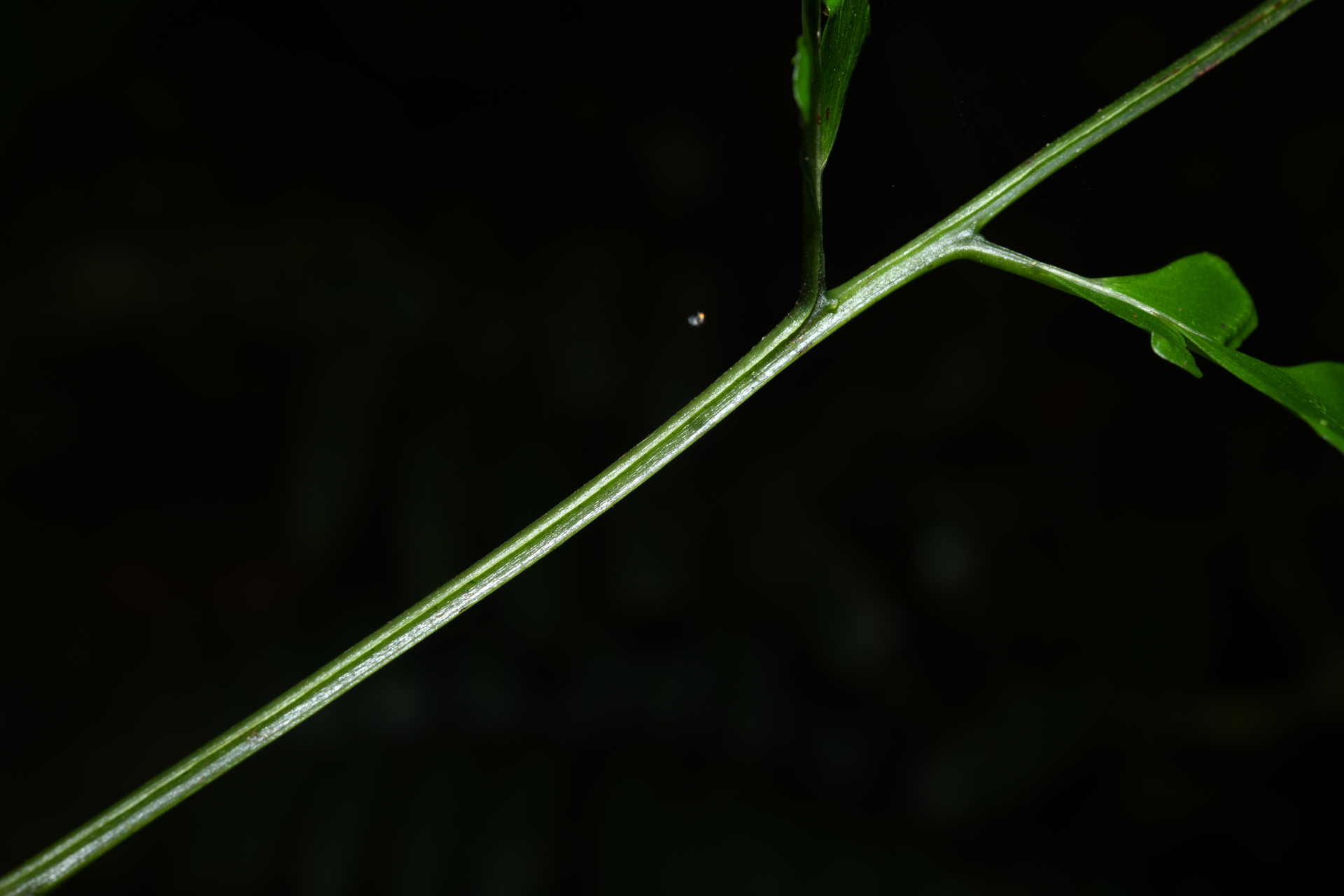 Lindsaea quadrangularis subsp. antillensis K.U.Kramer - Photo Bivouac Naturaliste