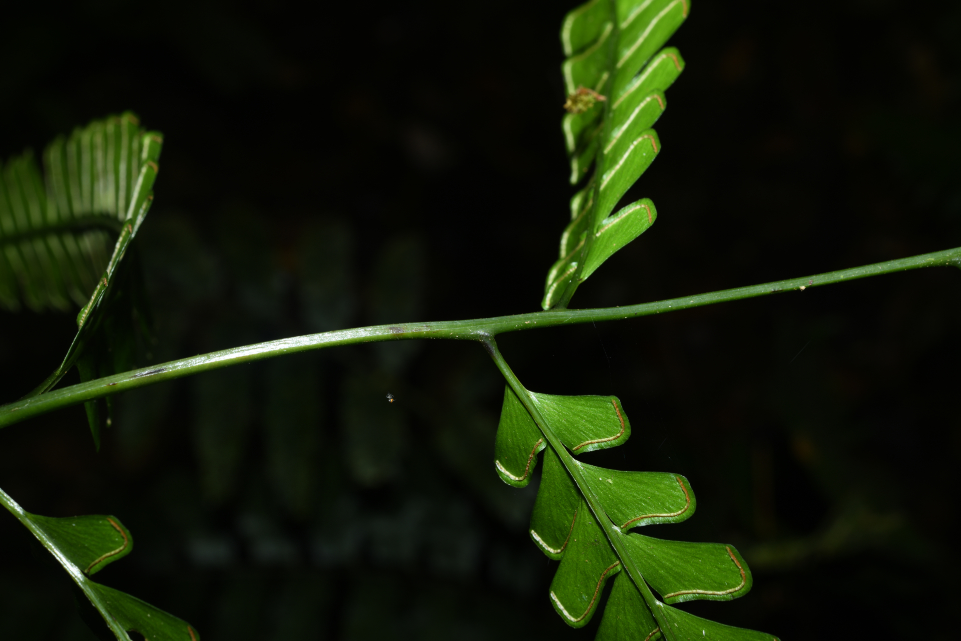 Lindsaea quadrangularis subsp. antillensis K.U.Kramer - Photo Bivouac Naturaliste
