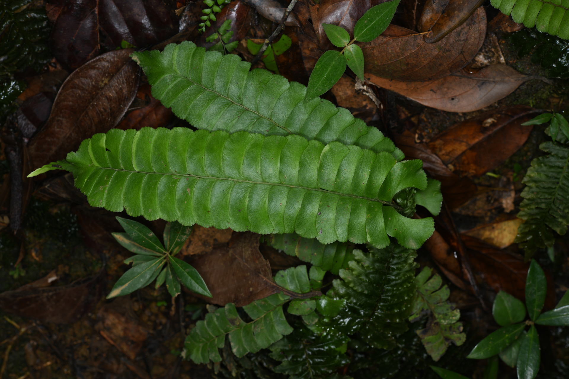 Lindsaea lancea (L.) Bedd. - Photo Bivouac Naturaliste