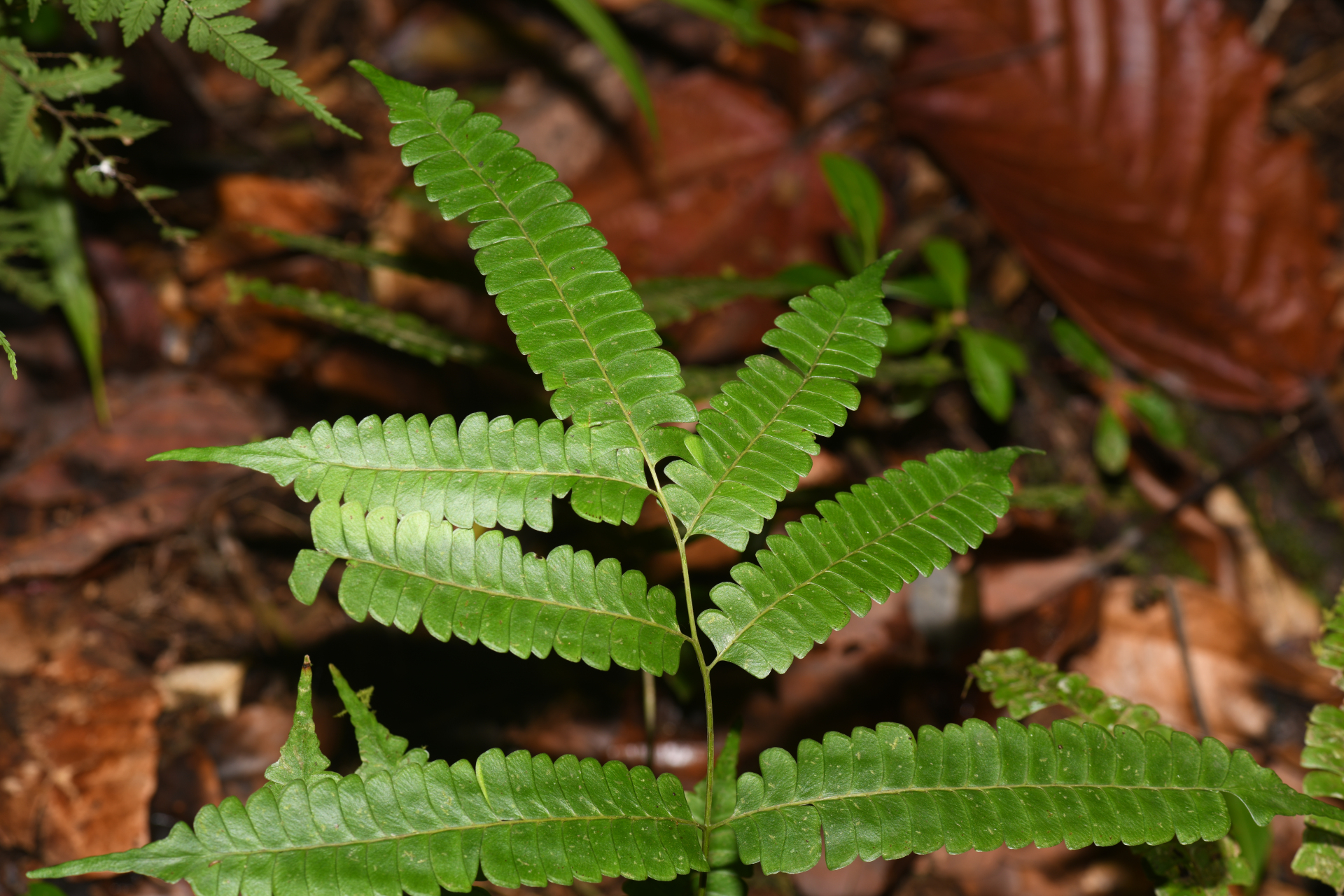 Lindsaea lancea (L.) Bedd. - Photo Bivouac Naturaliste