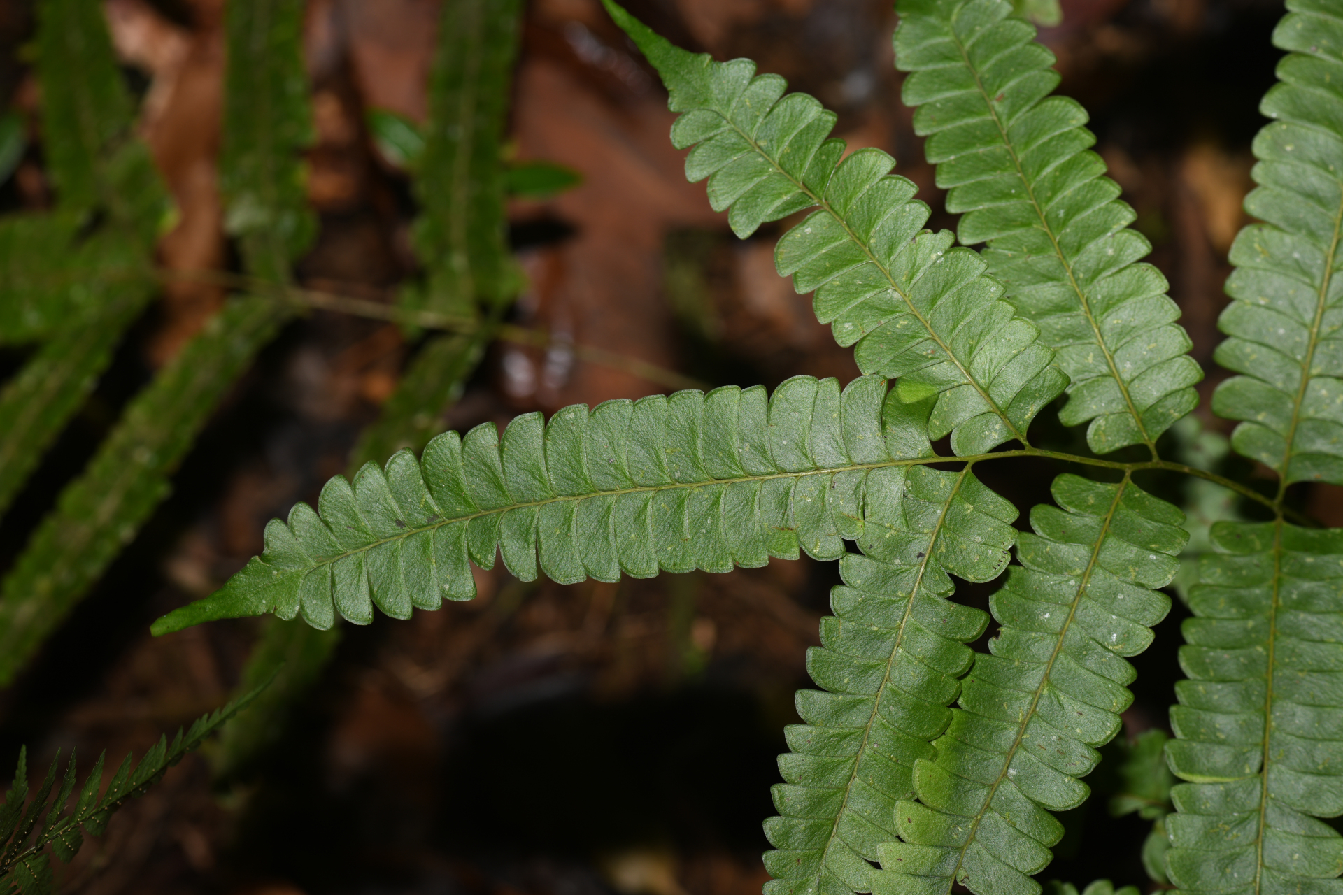 Lindsaea lancea (L.) Bedd. - Photo Bivouac Naturaliste