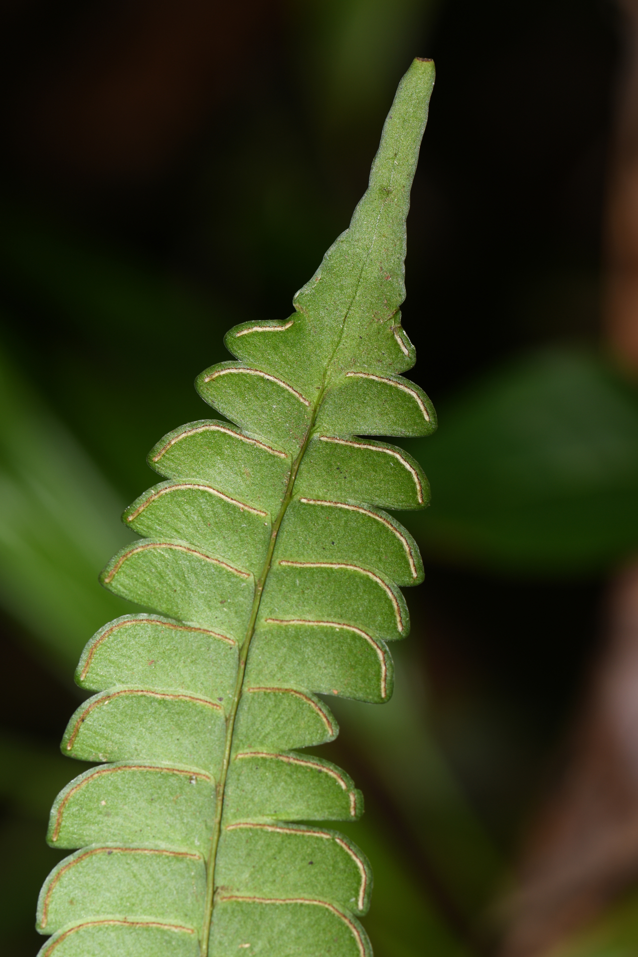 Lindsaea lancea (L.) Bedd. - Photo Bivouac Naturaliste