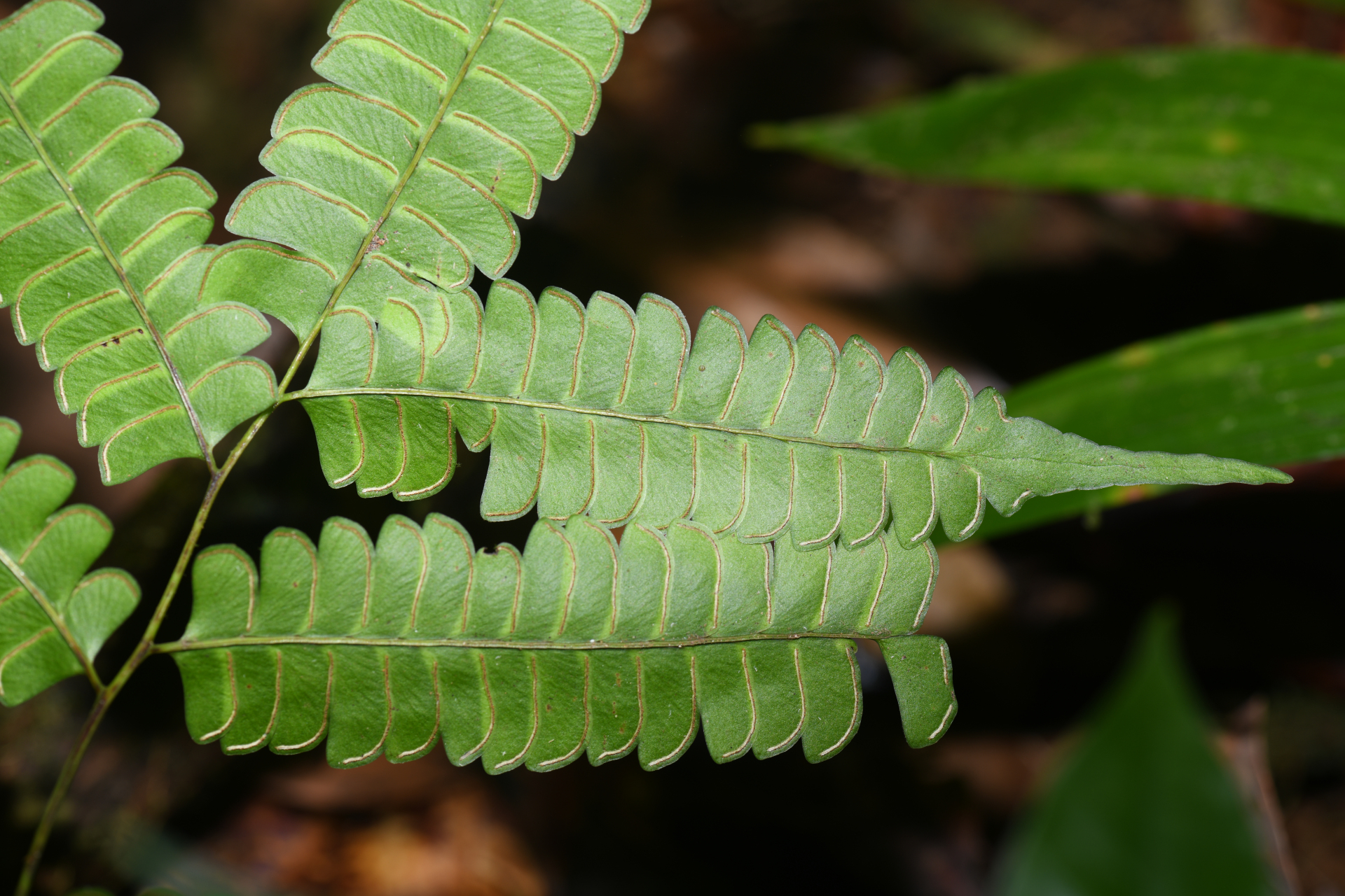 Lindsaea lancea (L.) Bedd. - Photo Bivouac Naturaliste
