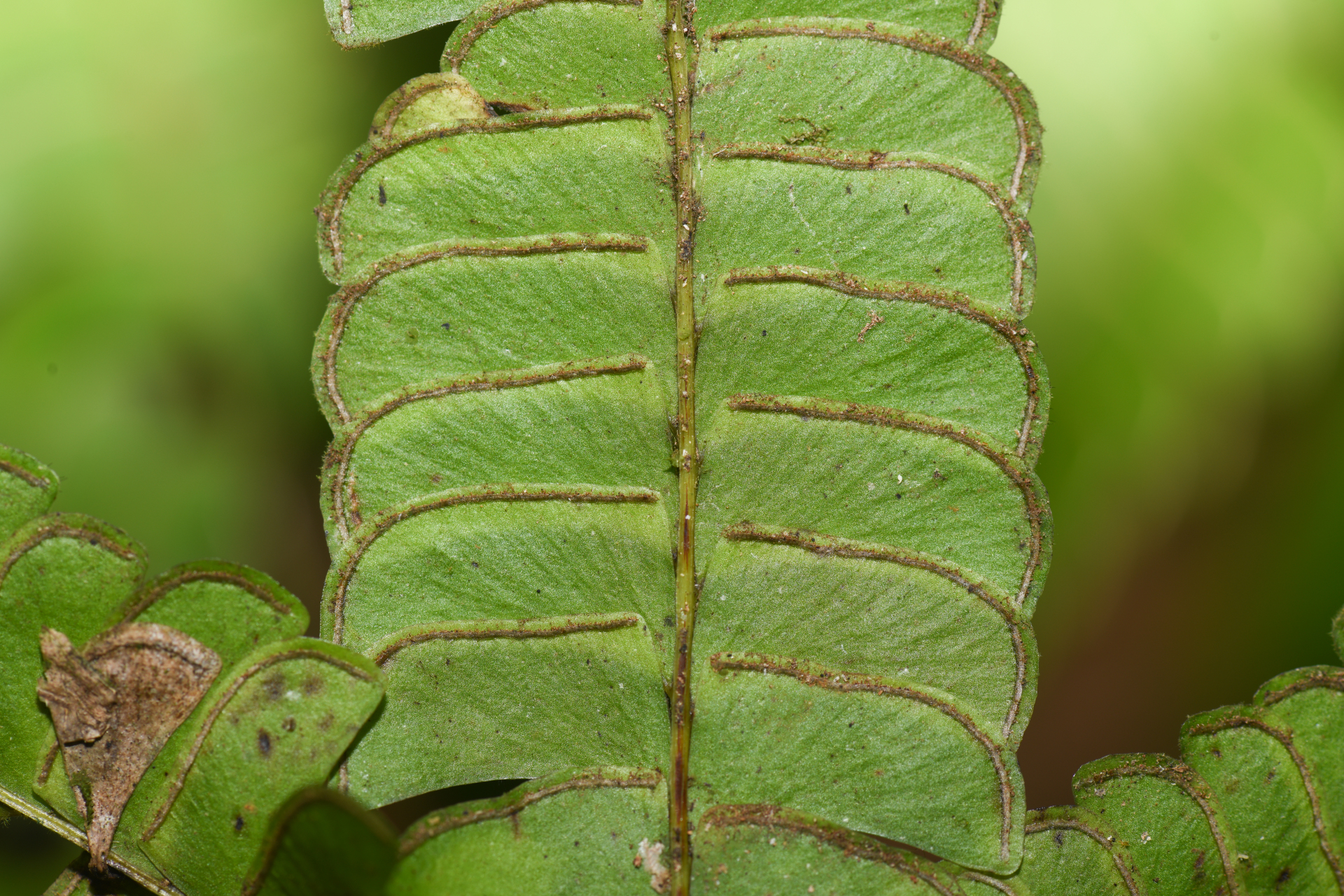 Lindsaea lancea (L.) Bedd. - Photo Bivouac Naturaliste