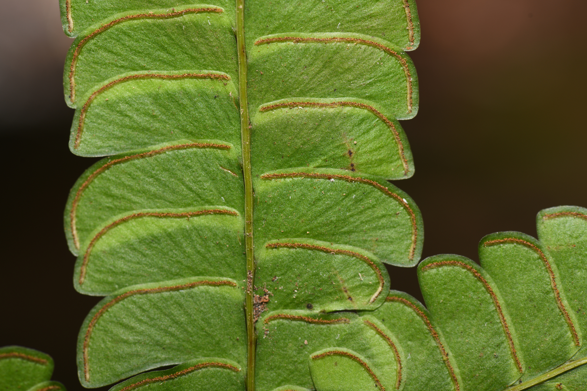 Lindsaea lancea (L.) Bedd. - Photo Bivouac Naturaliste