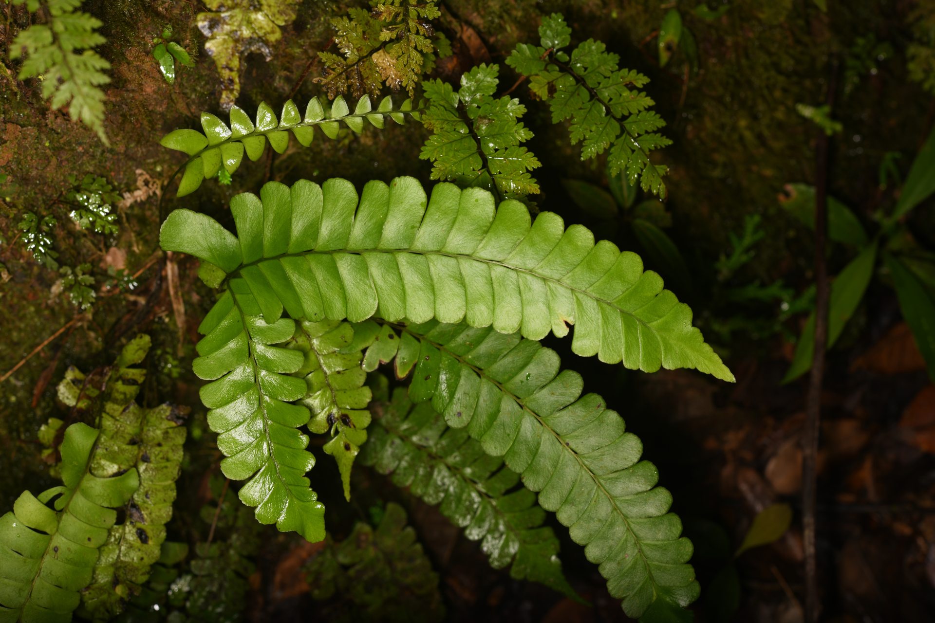 Lindsaea lancea (L.) Bedd. - Photo Bivouac Naturaliste