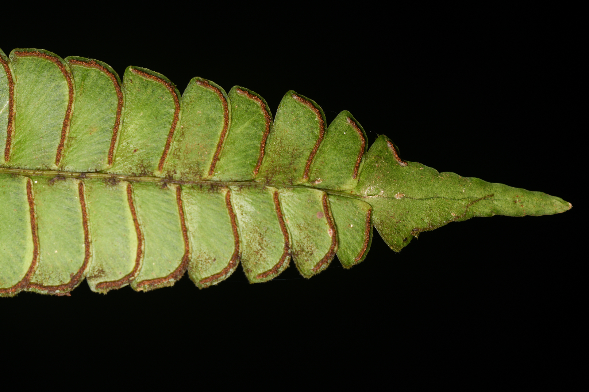 Lindsaea lancea (L.) Bedd. - Photo Bivouac Naturaliste