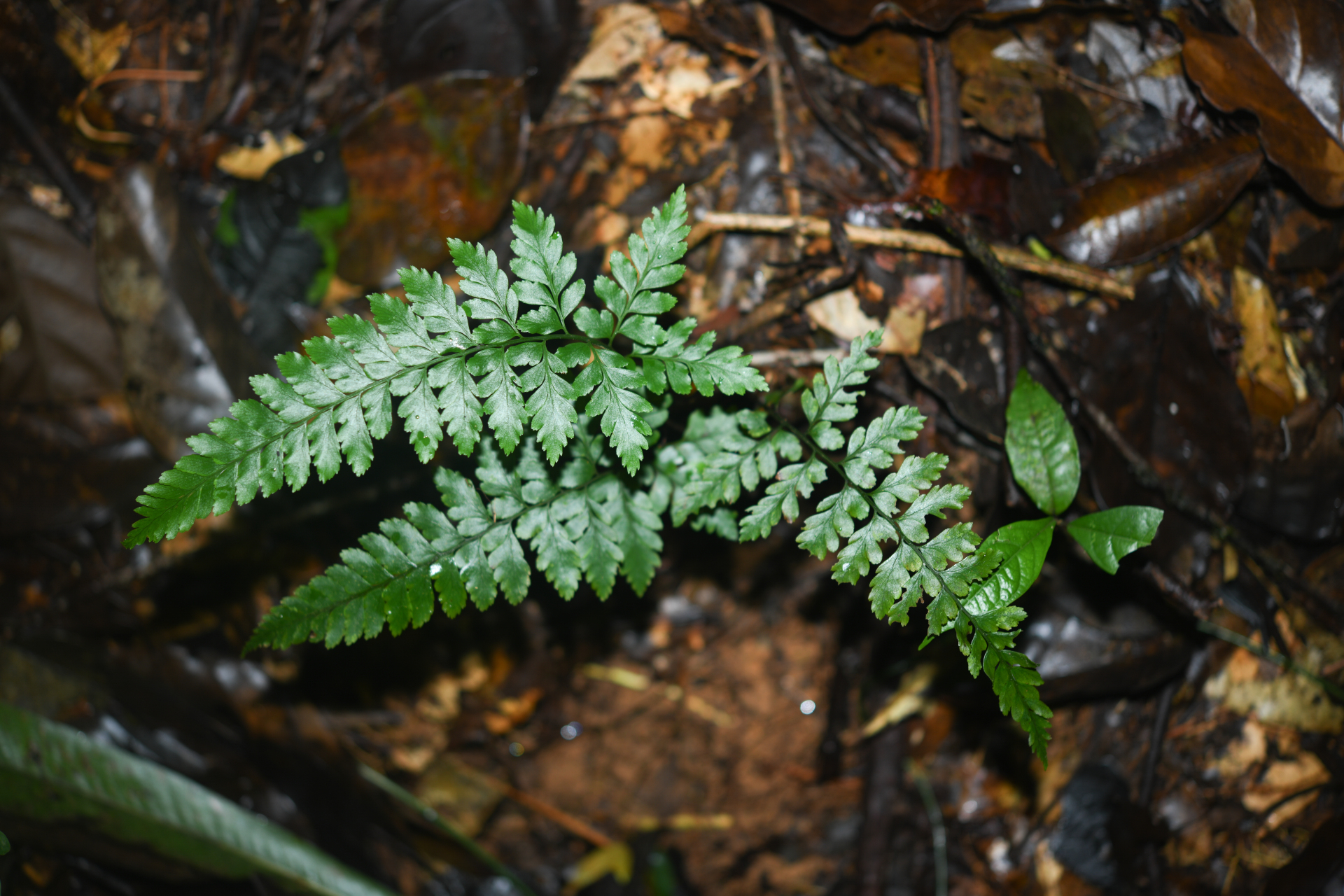 Saccoloma inaequale (Kunze) Mett. - Photo Bivouac Naturaliste