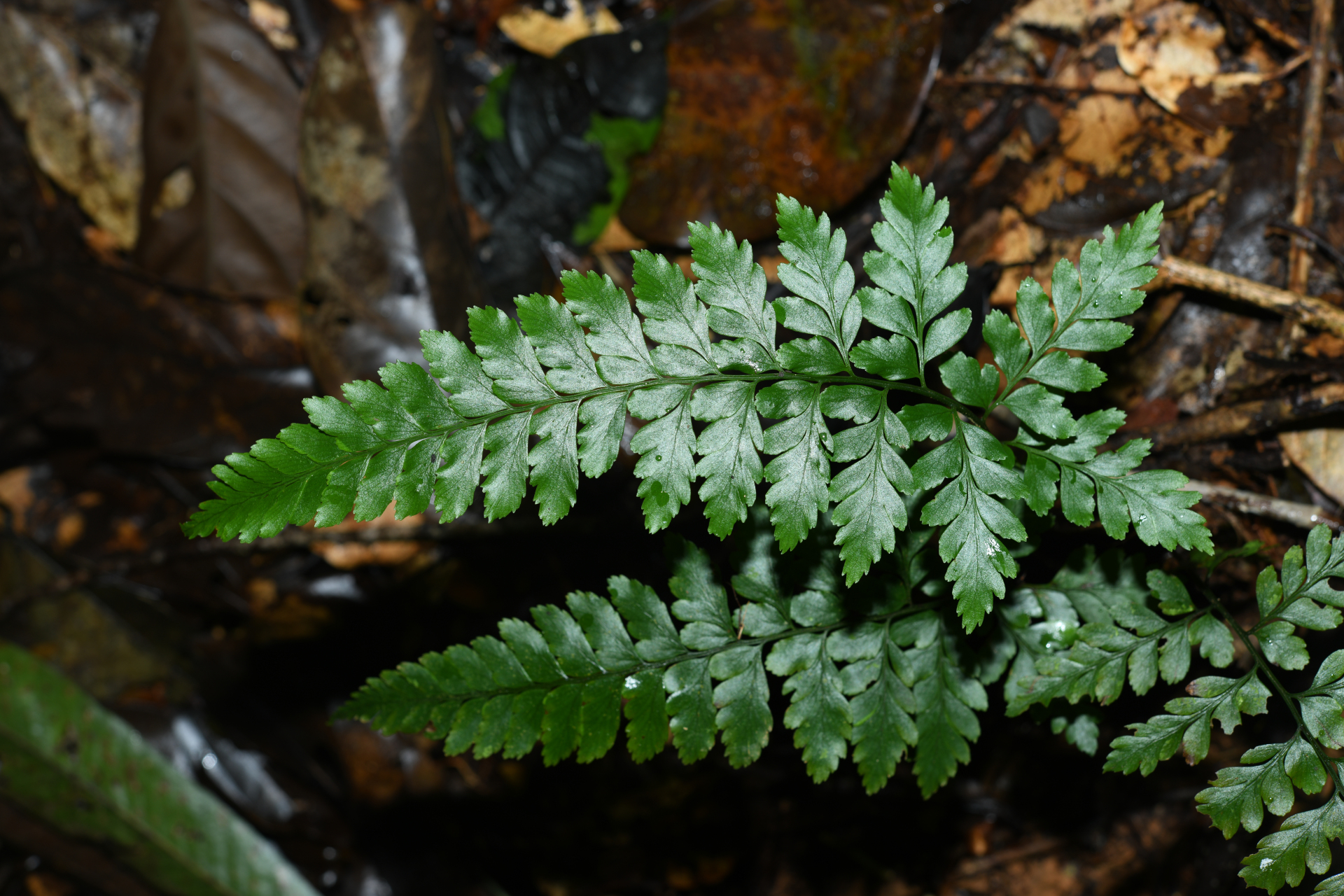 Saccoloma inaequale (Kunze) Mett. - Photo Bivouac Naturaliste
