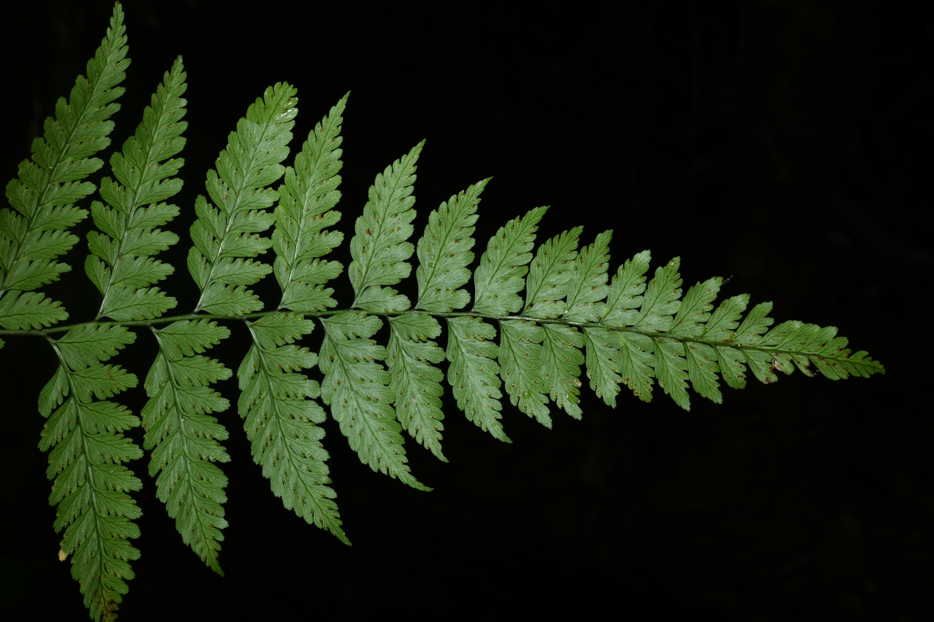 Saccoloma inaequale (Kunze) Mett. - Photo Bivouac Naturaliste