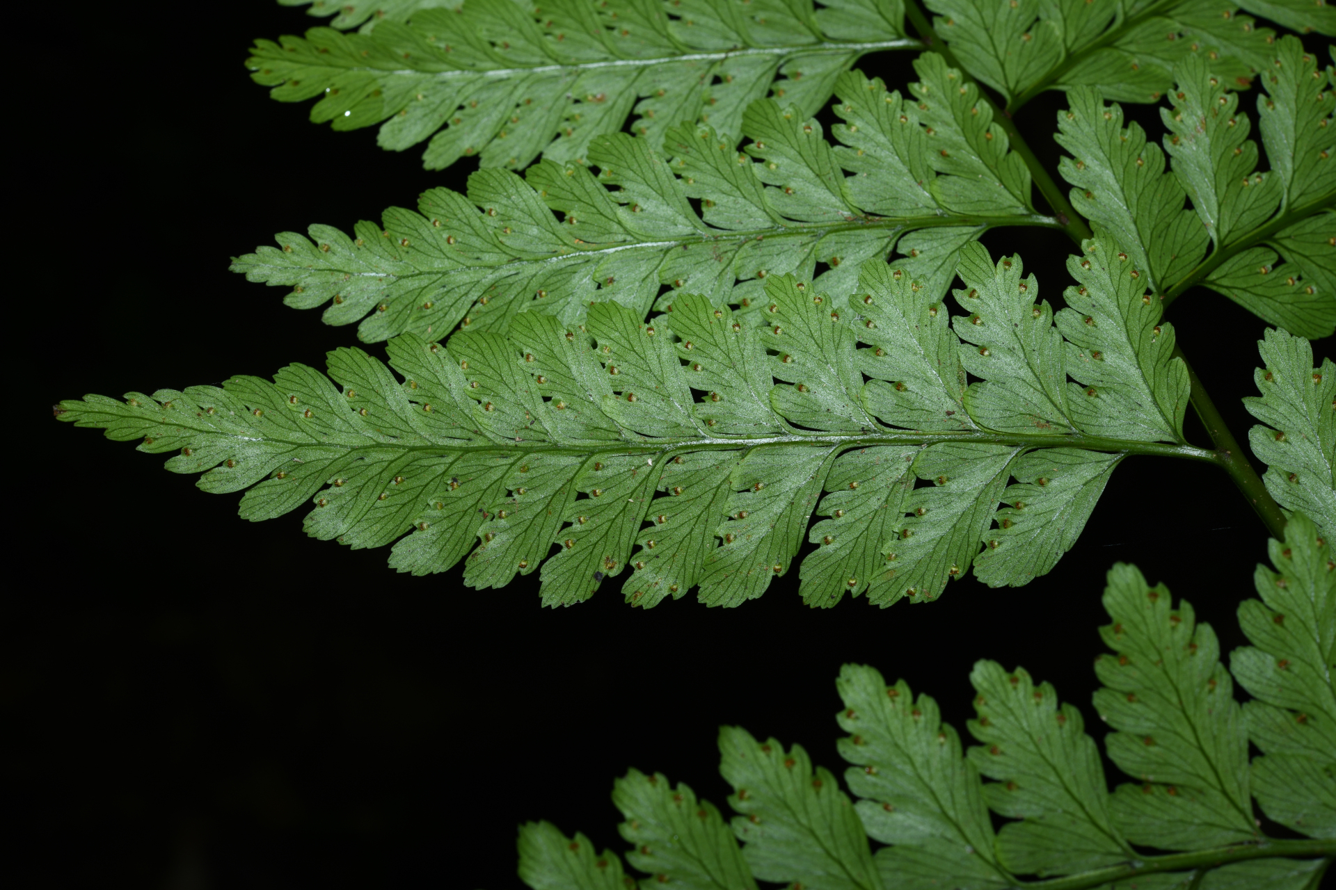 Saccoloma inaequale (Kunze) Mett. - Photo Bivouac Naturaliste